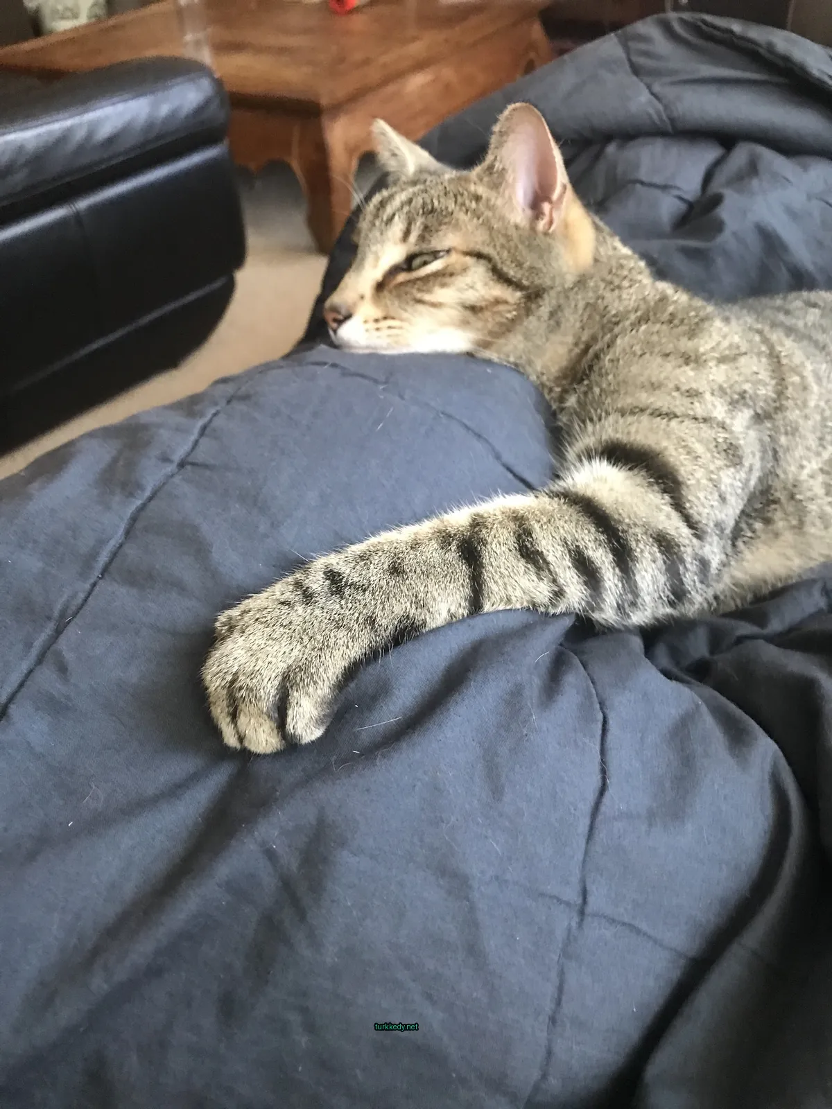 Bir çakmaklı kedi yastık üzerinde yatıyor ve kameralara bakıyor.