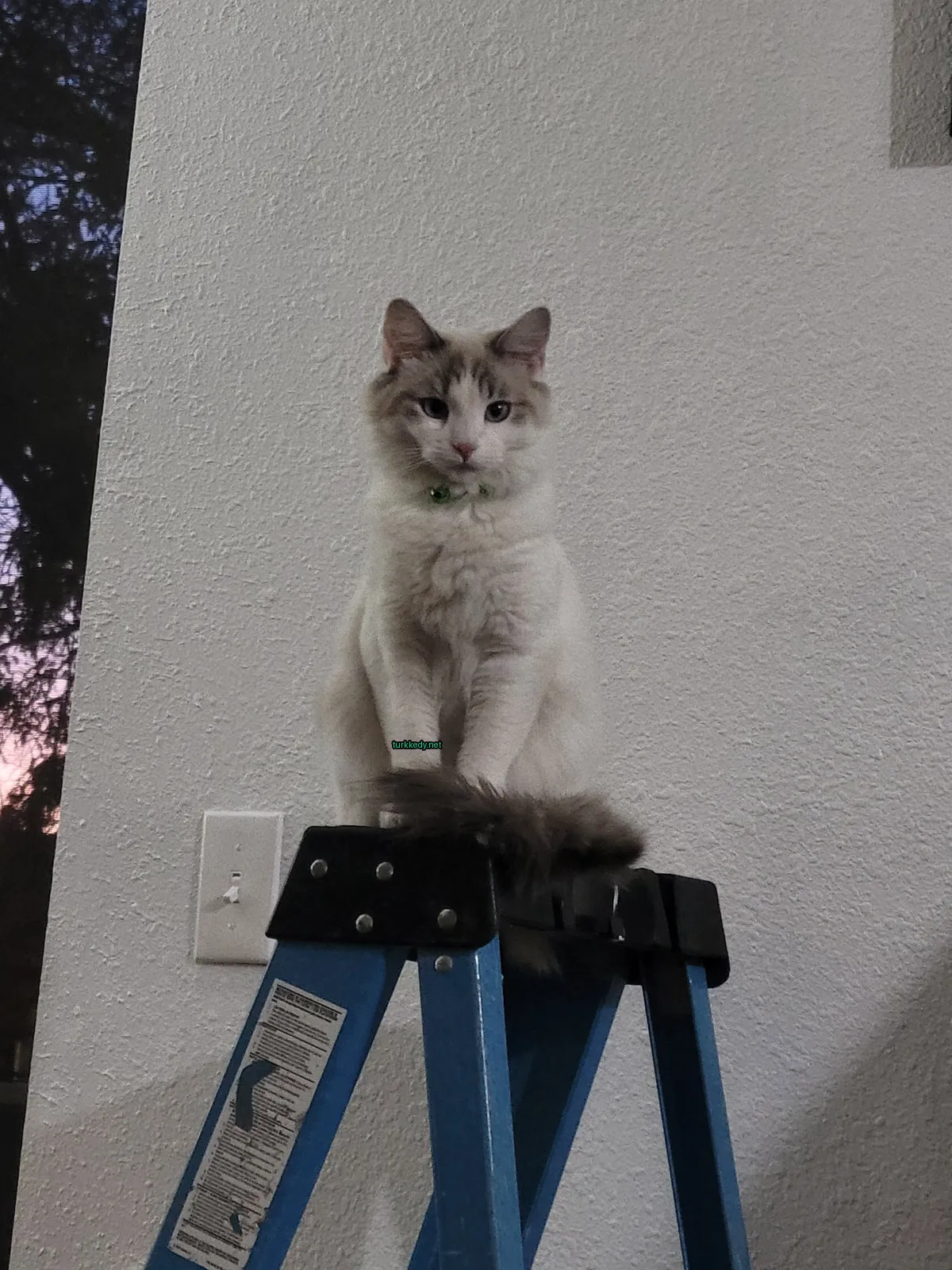 Beyaz ve gri bir kedi bir merdiven üzerinde oturuyor.
