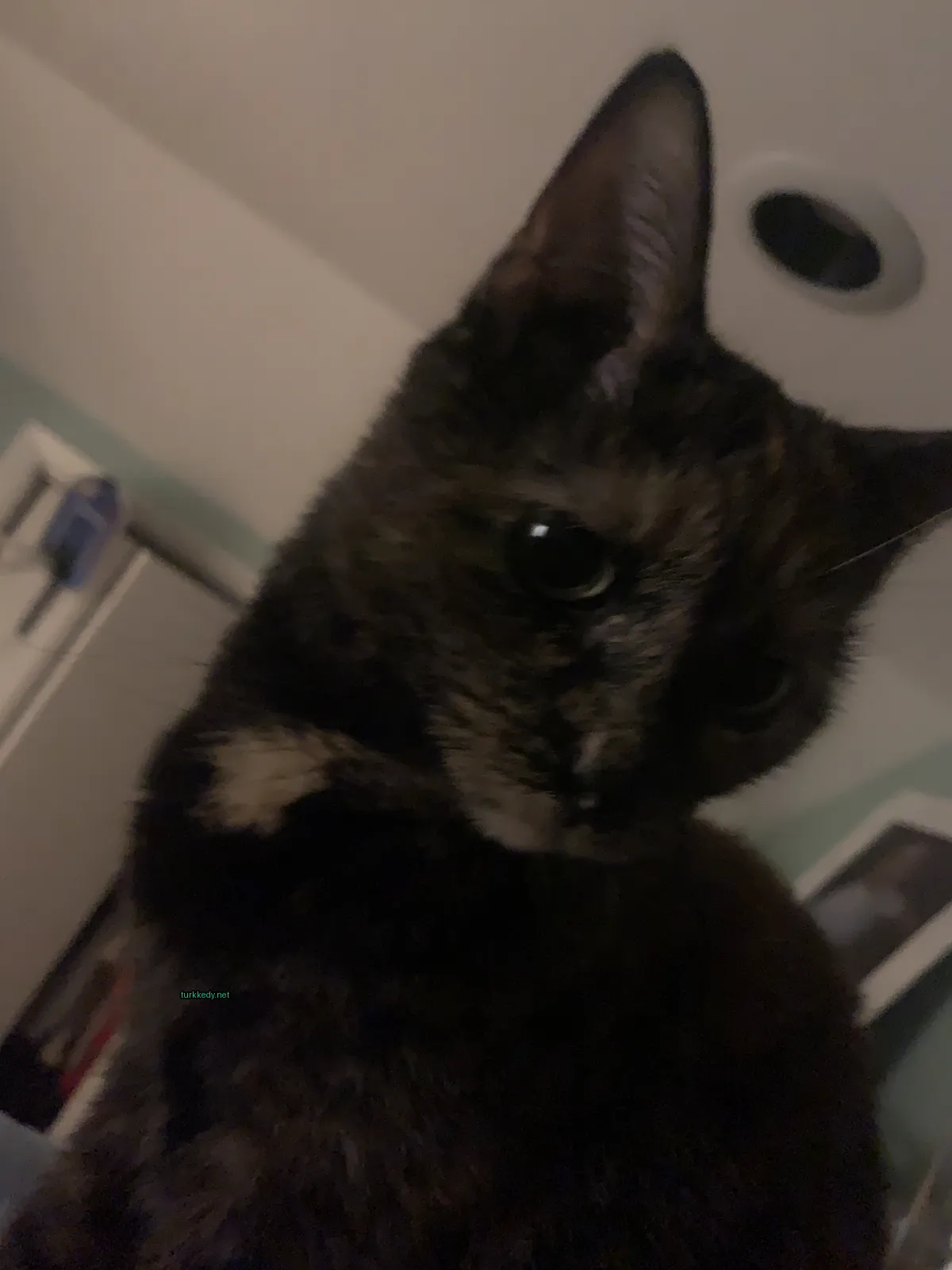 Siyah ve kahverengi bir kedi, göğsünde beyaz bir leke olan, bir masada oturuyor.