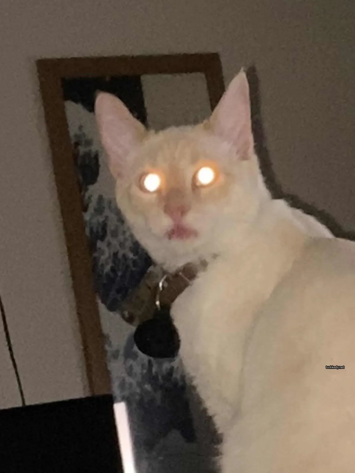 Beyaz bir kedi mavi gözleri ile aynada oturuyor.