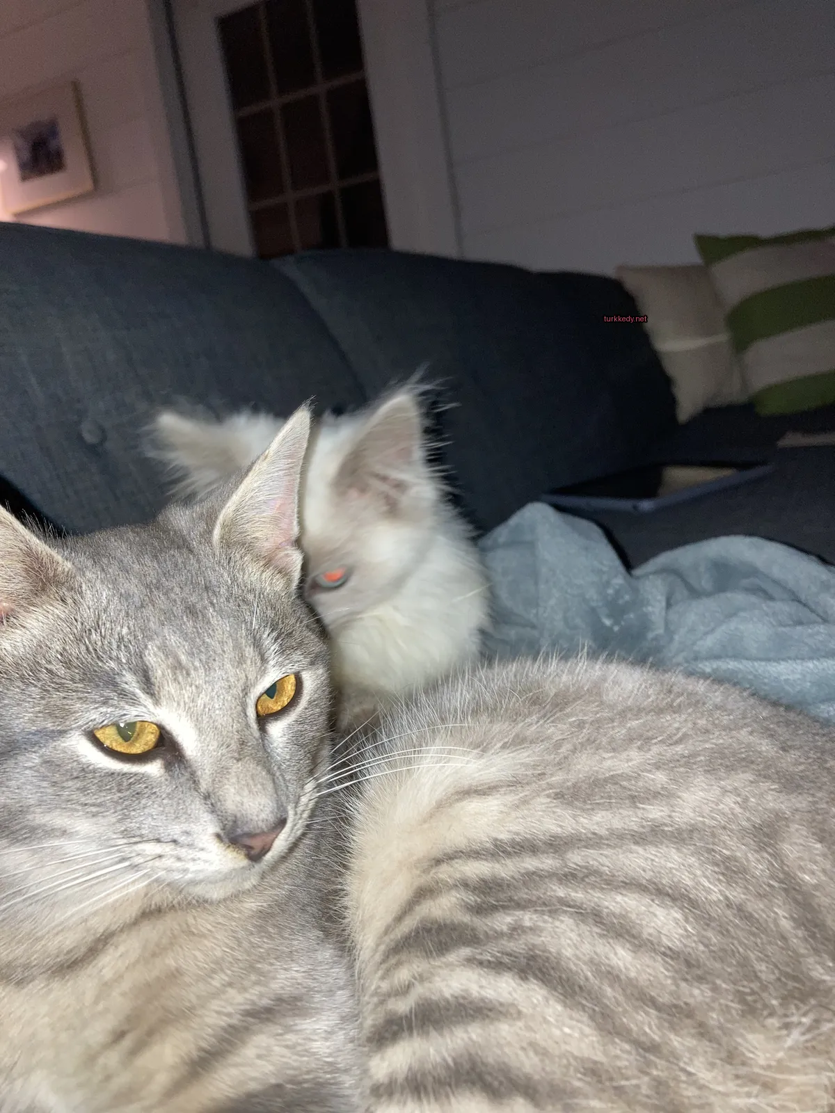 Gri ve beyaz bir kedi, sarı gözleriyle bir sofa üzerinde yatıyor.