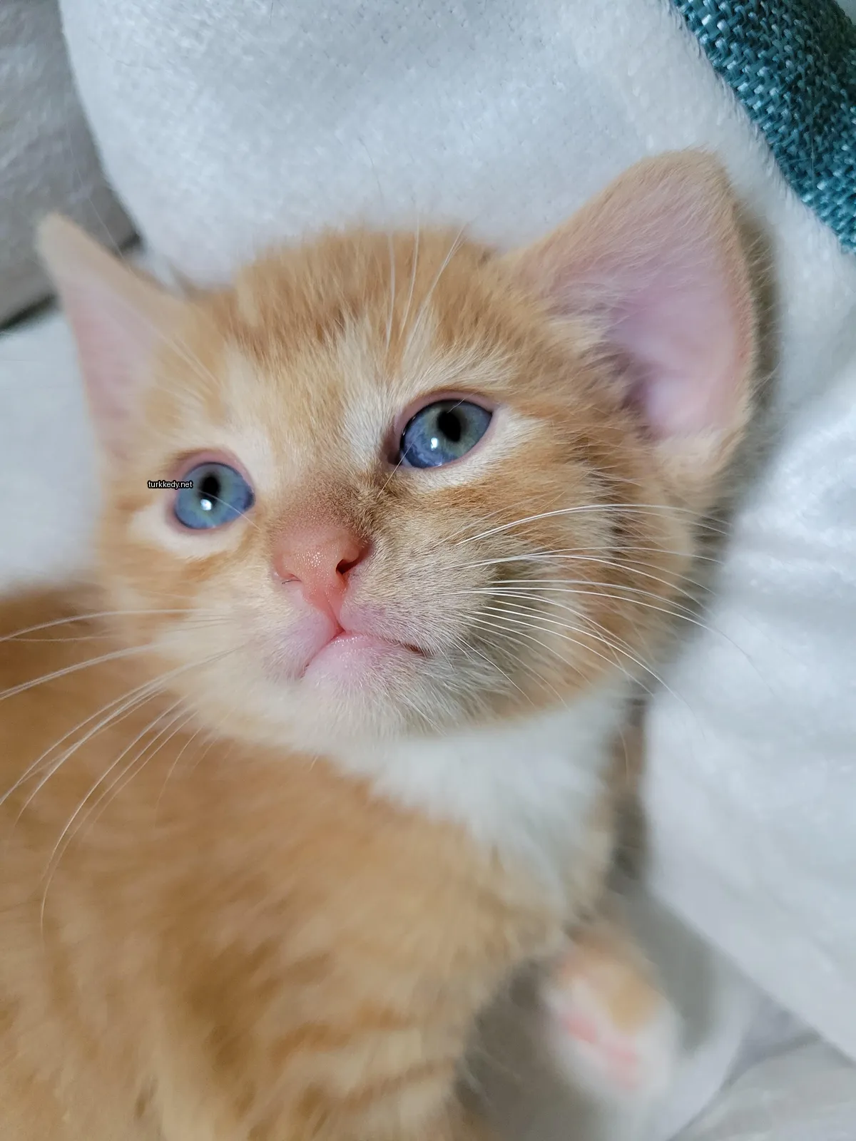 Küçük bir pembe ve beyaz kedi, mavi gözleri ve pembe burunları var.