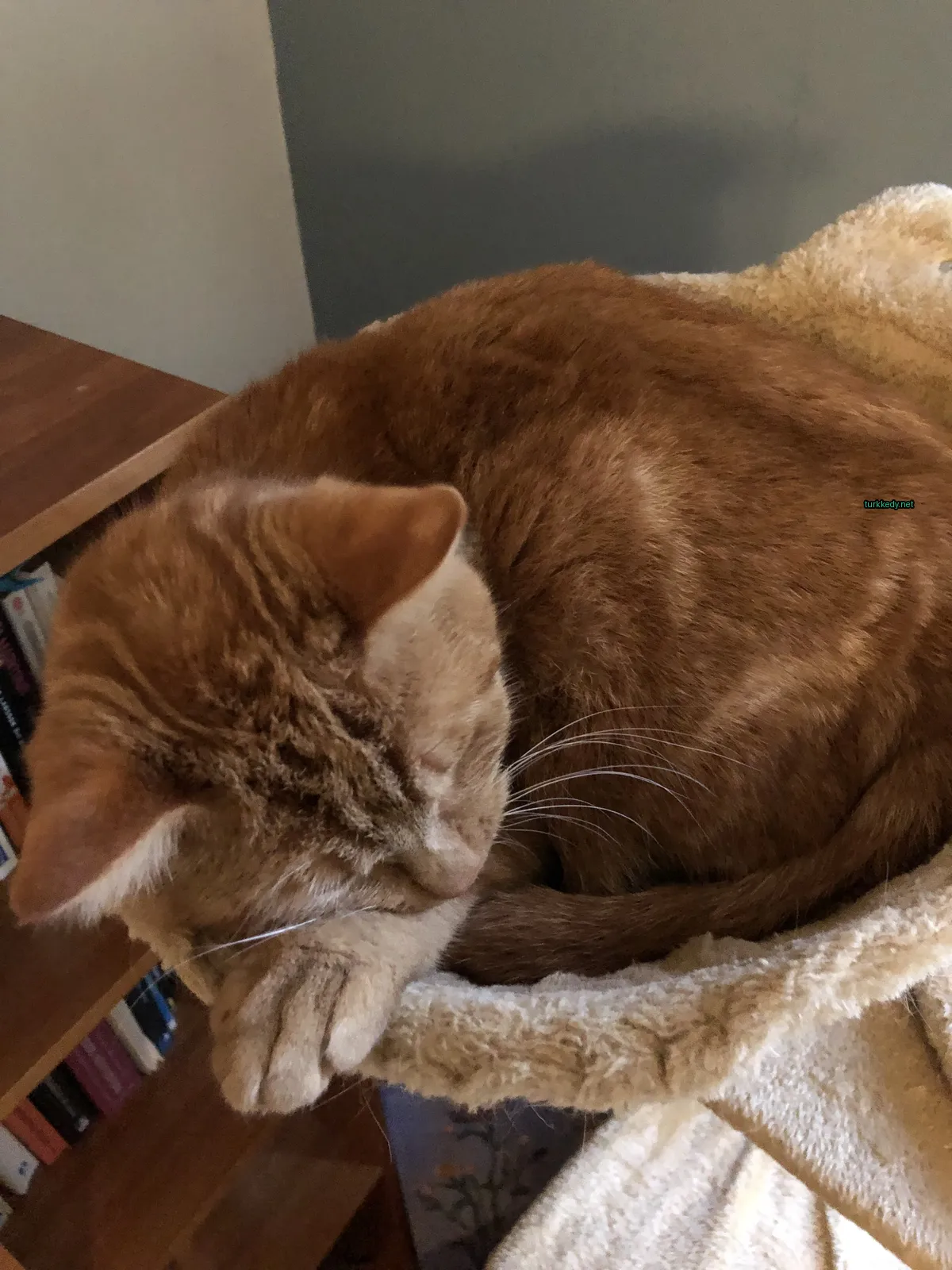 Kara ve beyaz bir kedi yastığı üzerinde uyuyor.