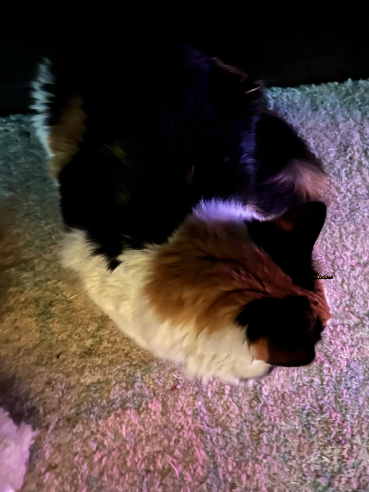 Bir beyaz halı üzerinde bir calico kedi yatıyor.