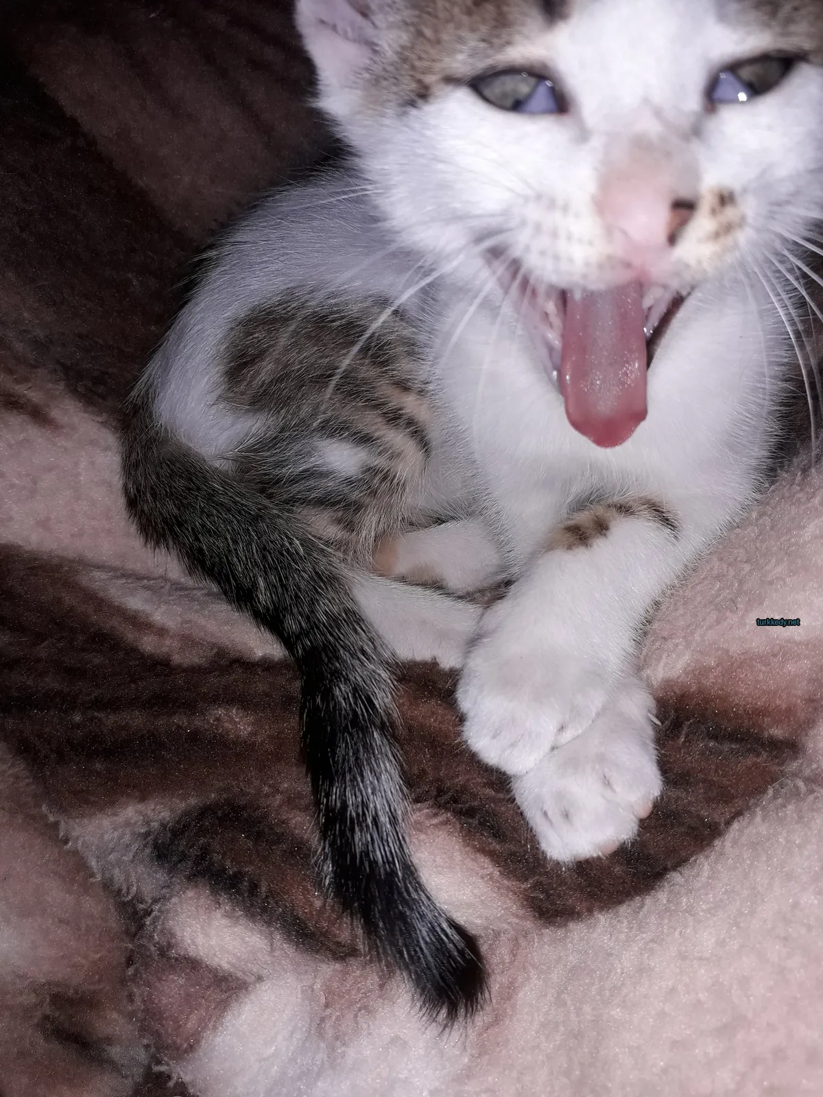 Beyaz ve kahverengi bir kedi, bir minderin üzerinde yatan, yorgun bir şekilde ağızını açıp nefes alan bir pozisyonda.