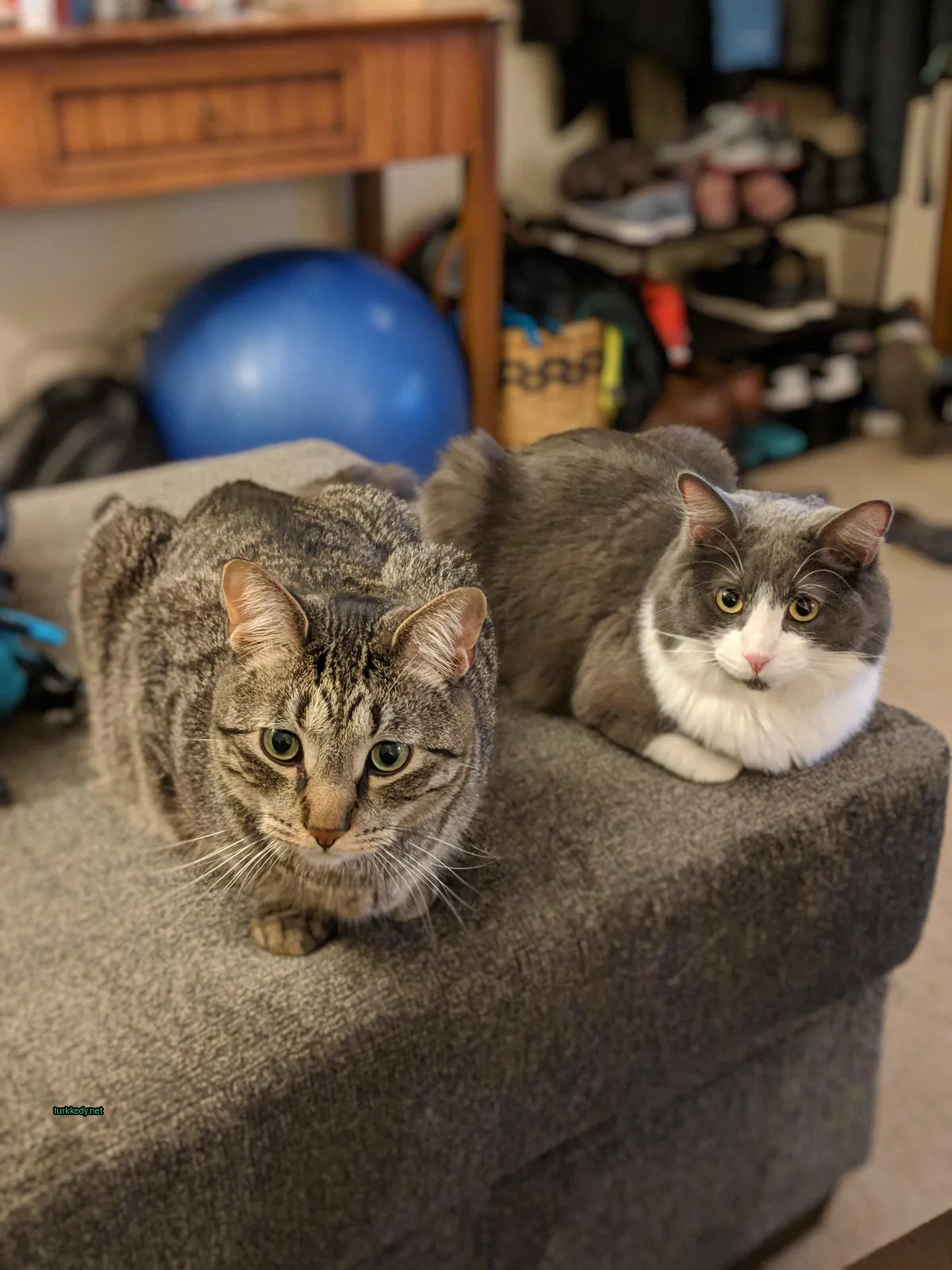 Gri ve beyaz bir kedi bir sofa üzerinde oturuyor.