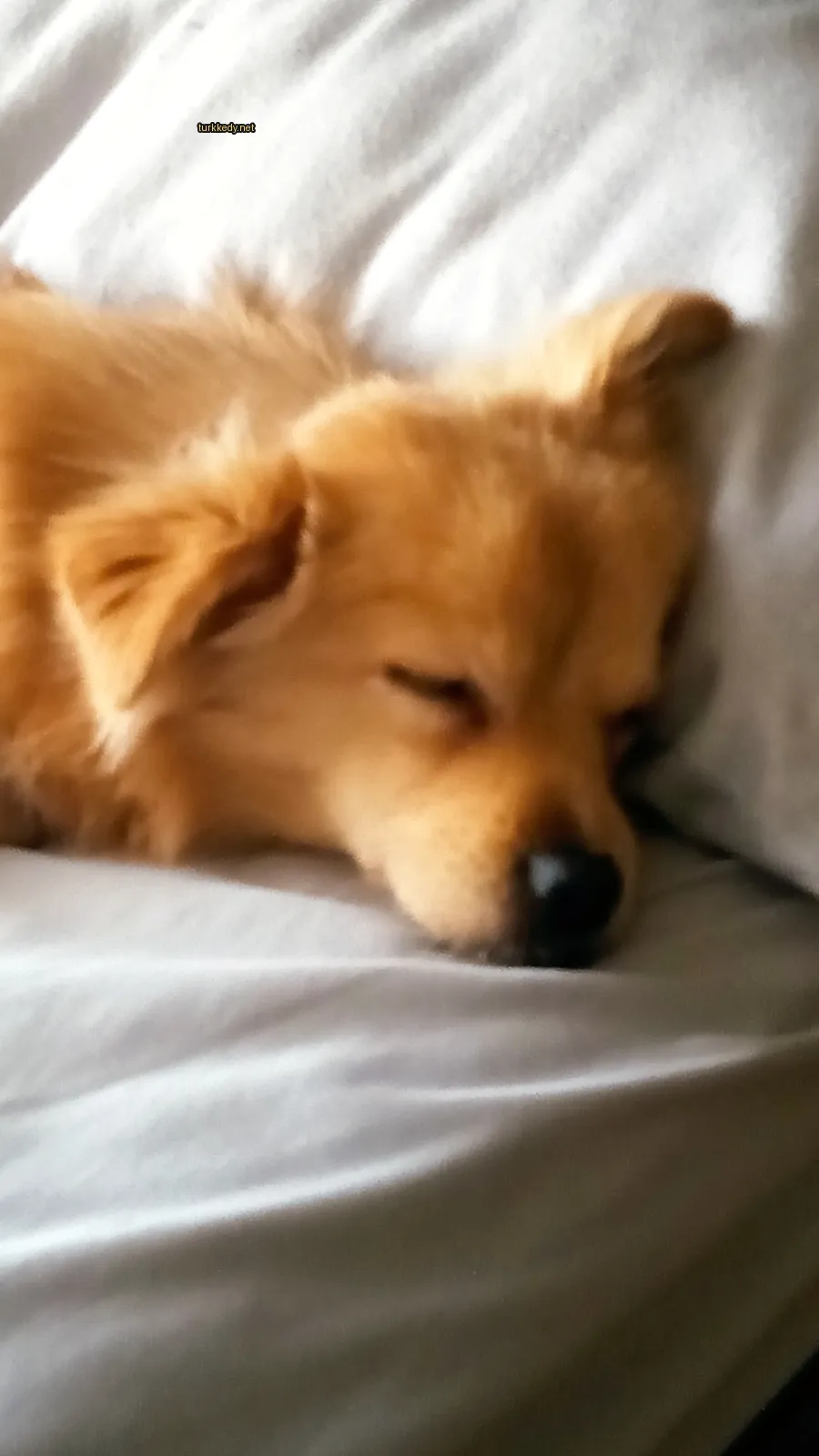 Koyu kahverengi ve beyaz bir köpek yatakta yatıyor.