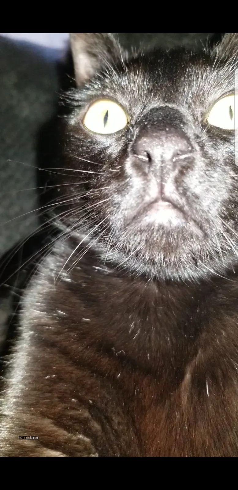 Siyah bir kedi beyaz tüylü bir yüzle kameraya bakıyor.