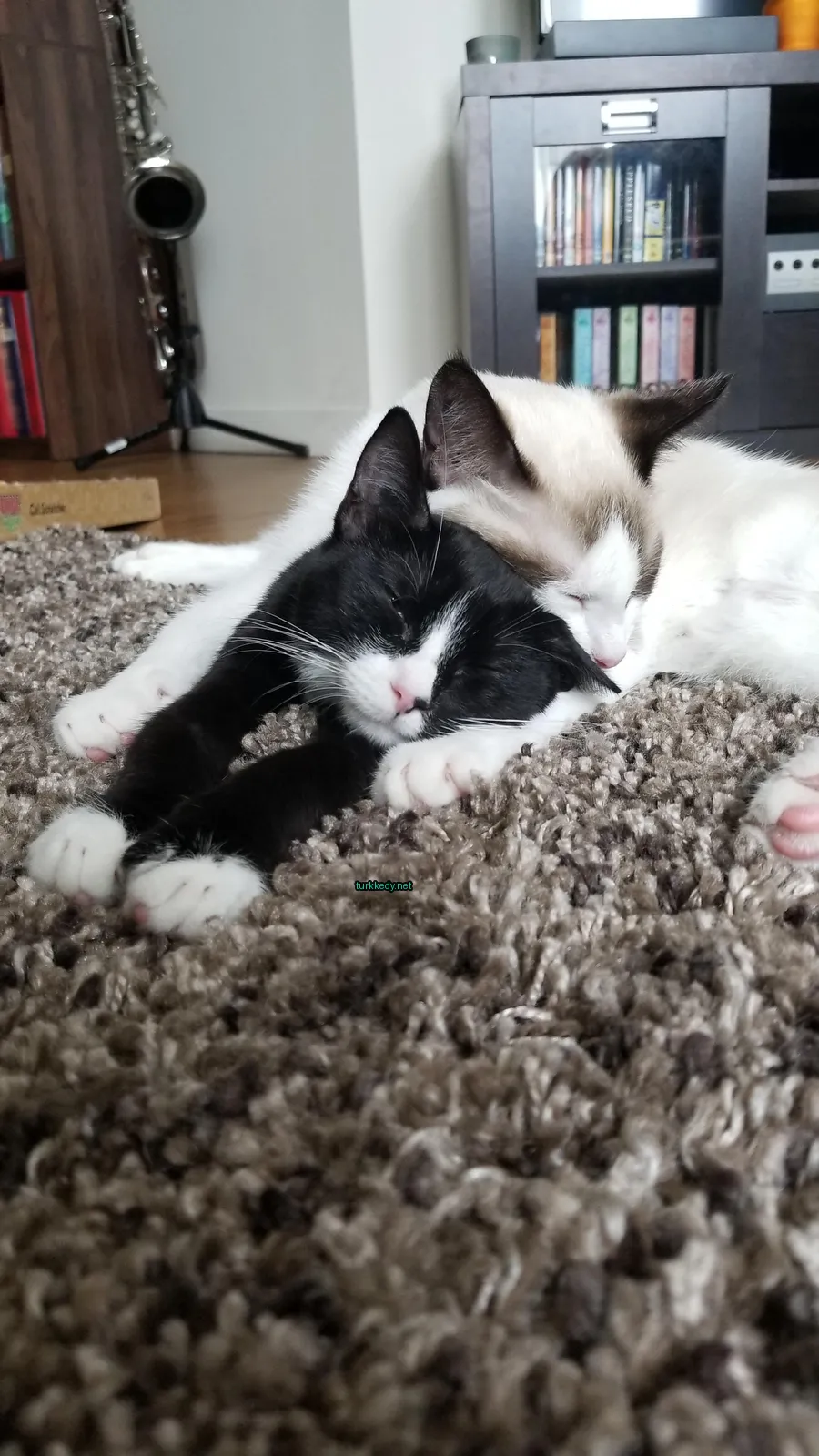 Siyah beyaz bir kedi üzerinde beyaz bir kedi.