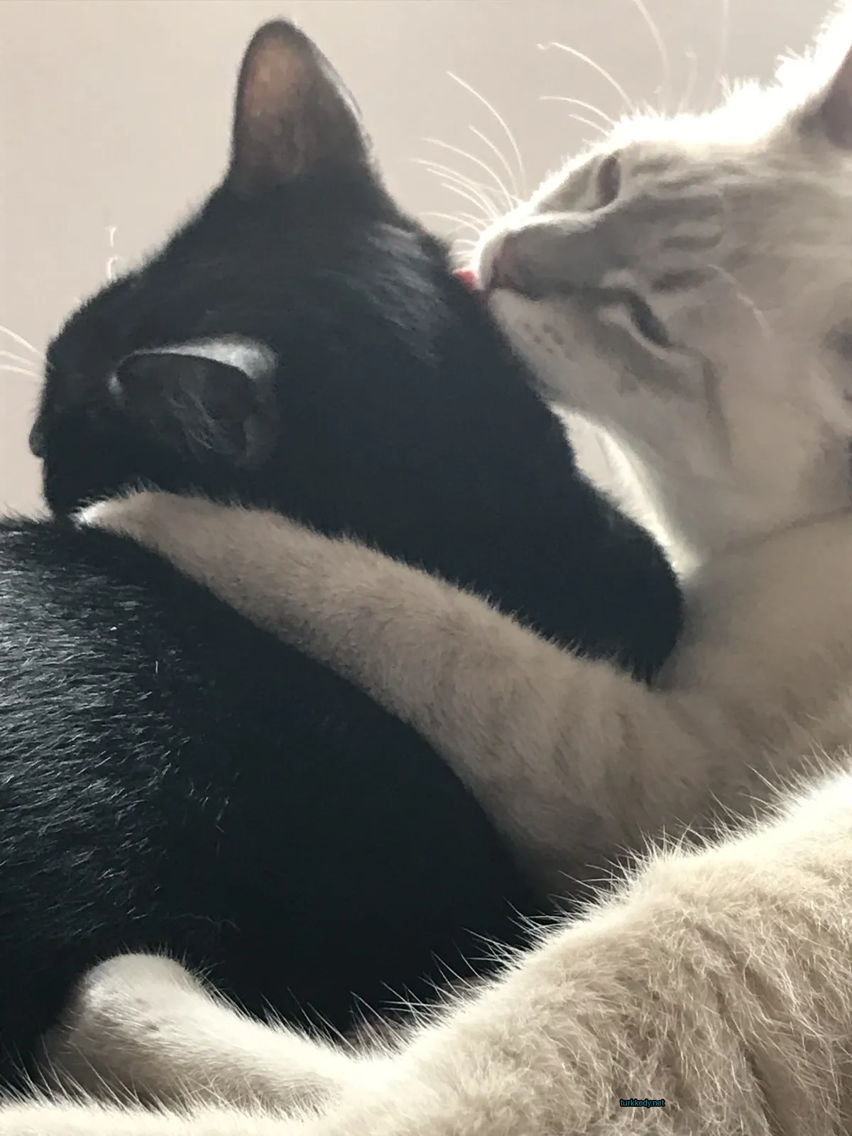 Siyah bir kedi, beyaz bir kedinin üzerinde.