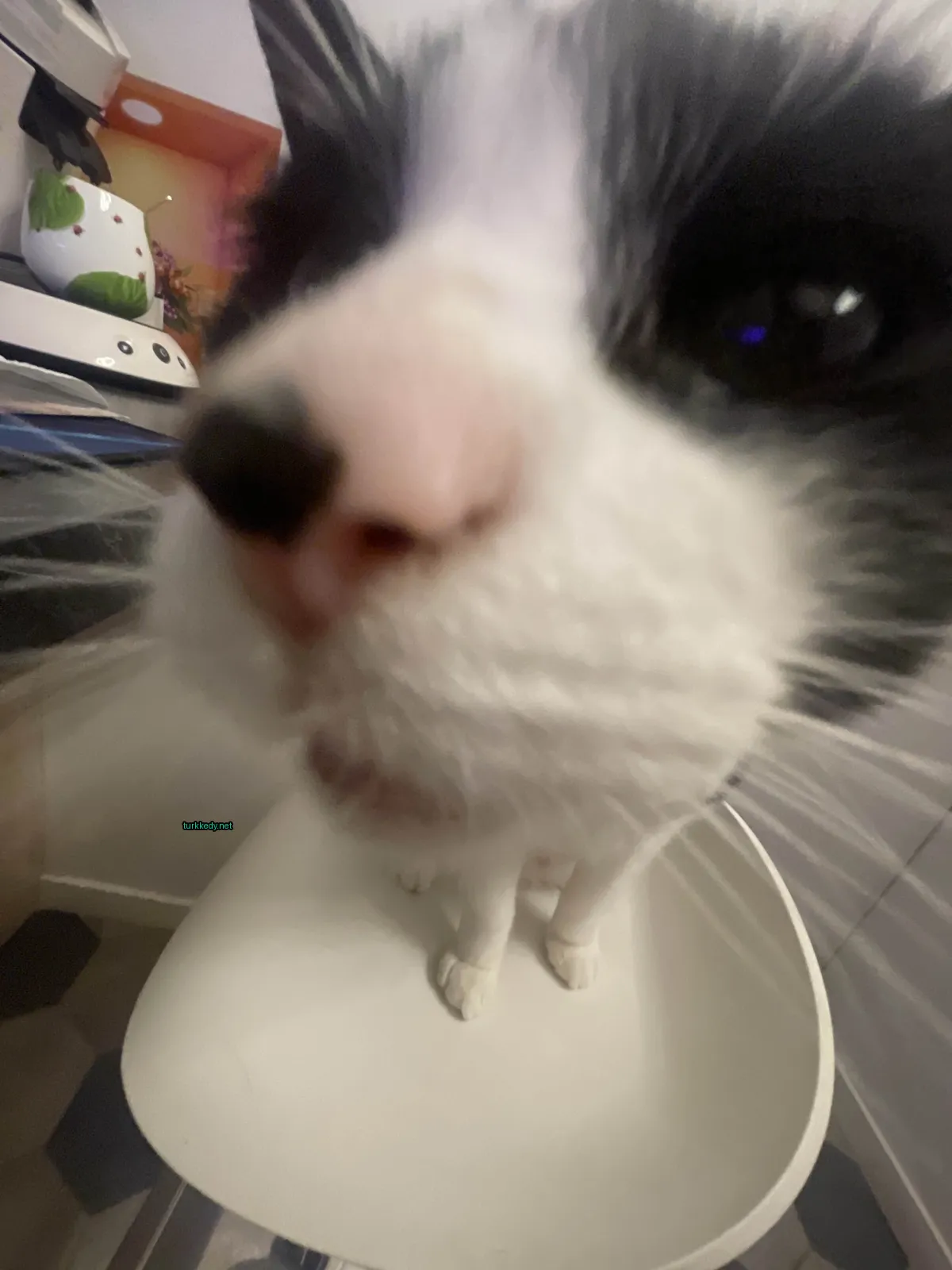 Siyah ve beyaz bir kedi beyaz bir tabakta beyaz burun ve pembe dil ile duruyor.