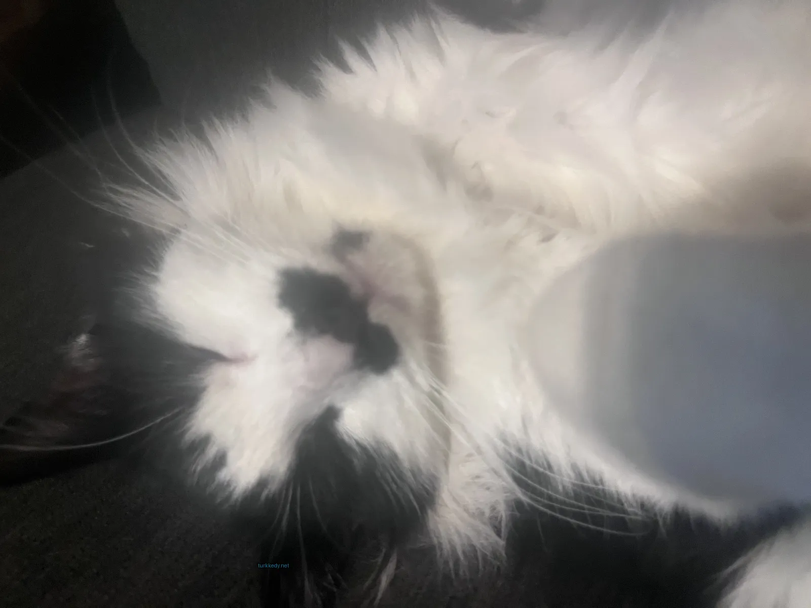 Beyaz ve siyah bir kedi bir sofa üzerinde yatıyor.