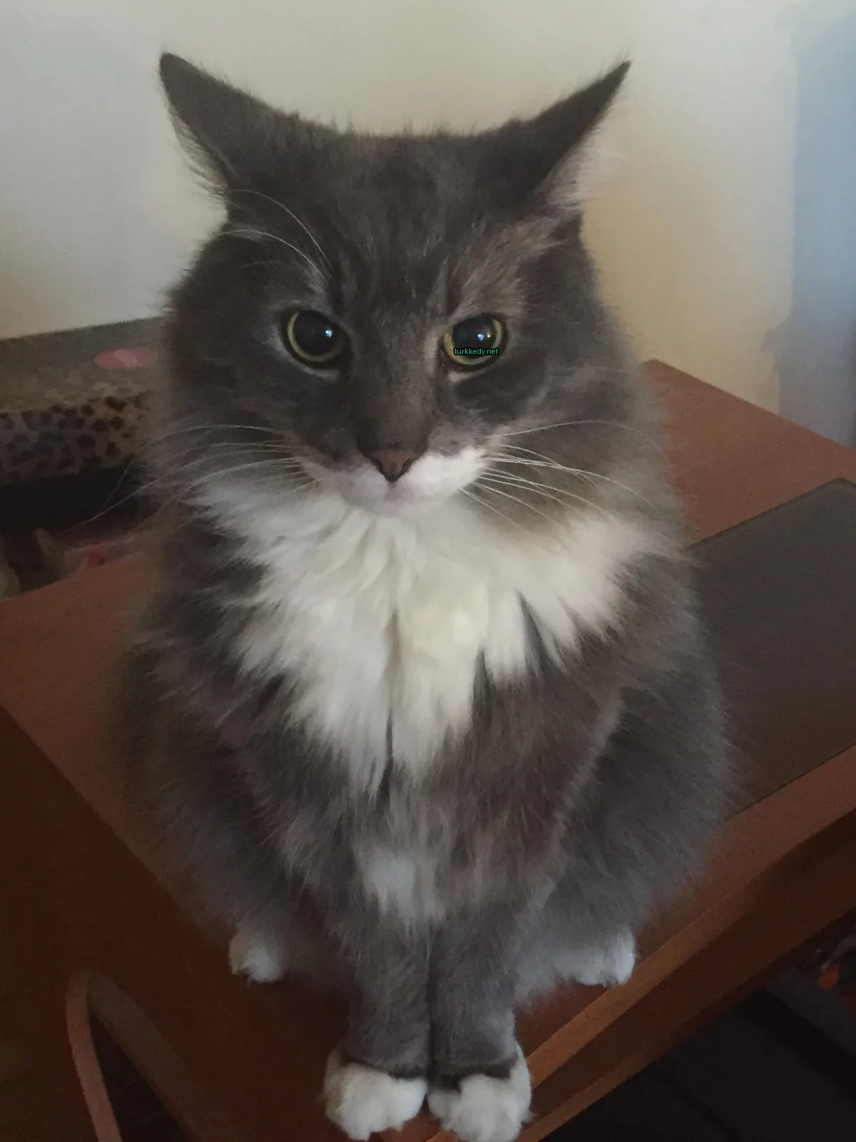 Gri ve beyaz bir kedi bir masada oturuyor.