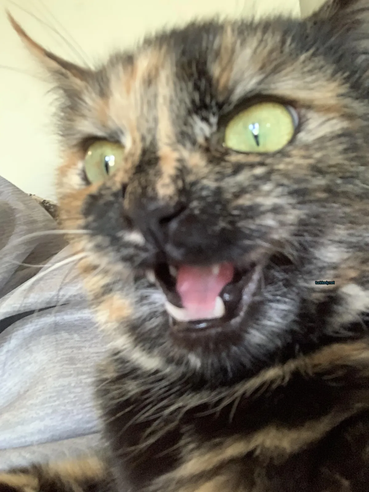 Koyu ve siyah bir deri desenine sahip bir kedi bir sofa üzerinde oturuyor ve kameraya bakıyor.