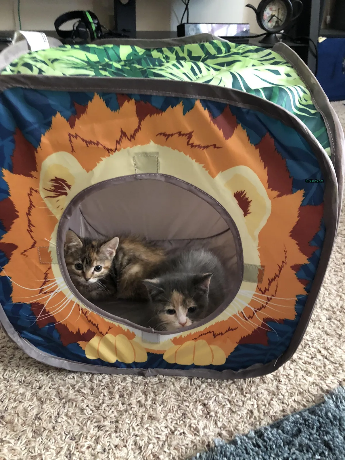 Koyu ve beyaz bir kedi patternli bir kedi yatakta yatıyor.