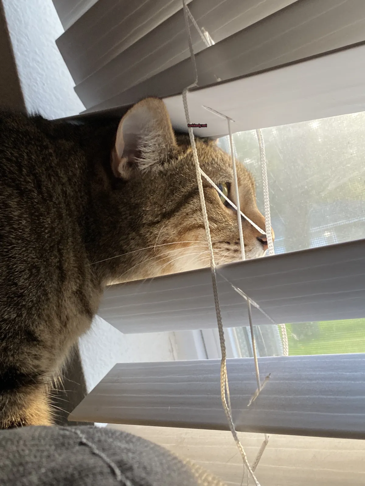 Kırmızı-yeşil desenli bir kedi pencereden bakıyor.