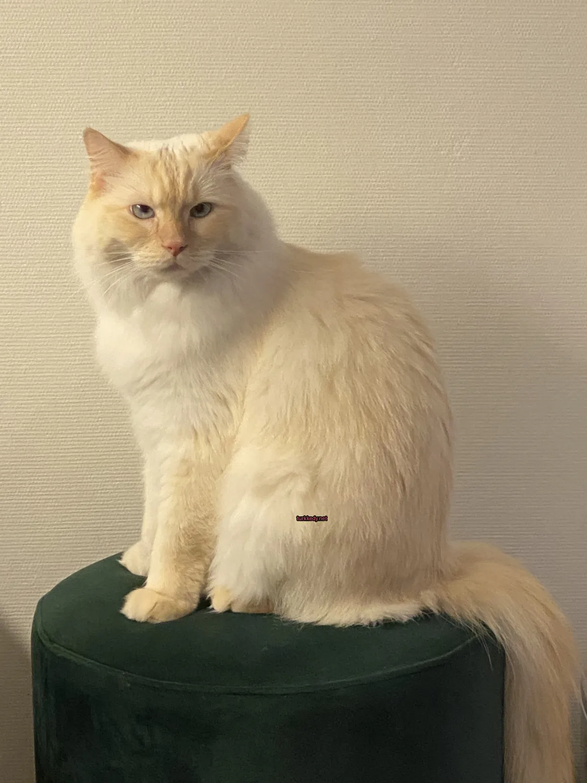 Beyaz bir kedi, sırtında kahverengi bir lekeyle yeşil bir minderin üzerinde oturuyor.