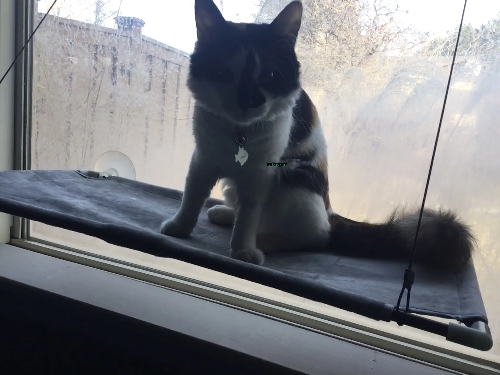 Siyah beyaz bir kedi pencere kenarında oturuyor.