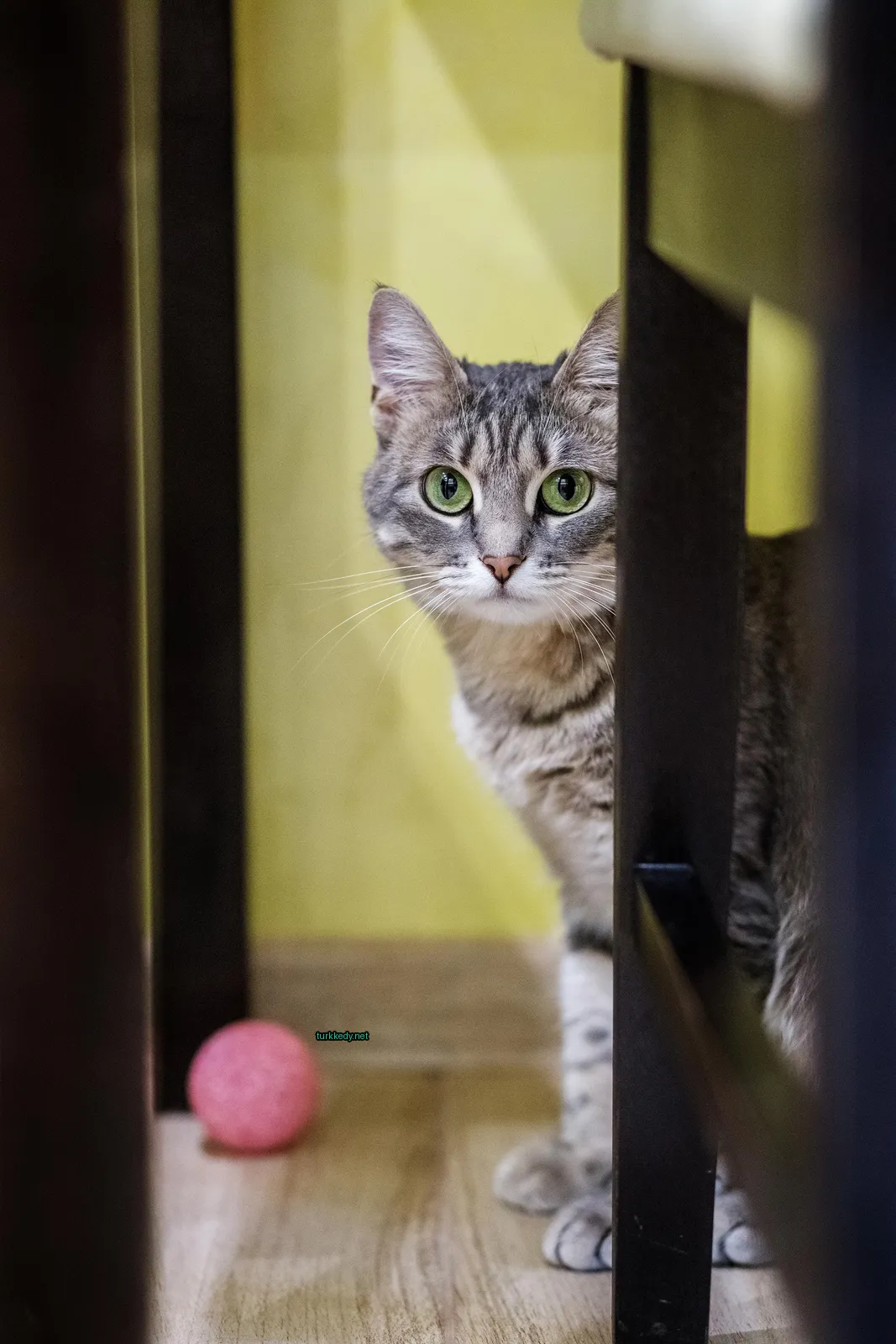 Gri ve beyaz bir kedi bir sandalyede oturuyor.