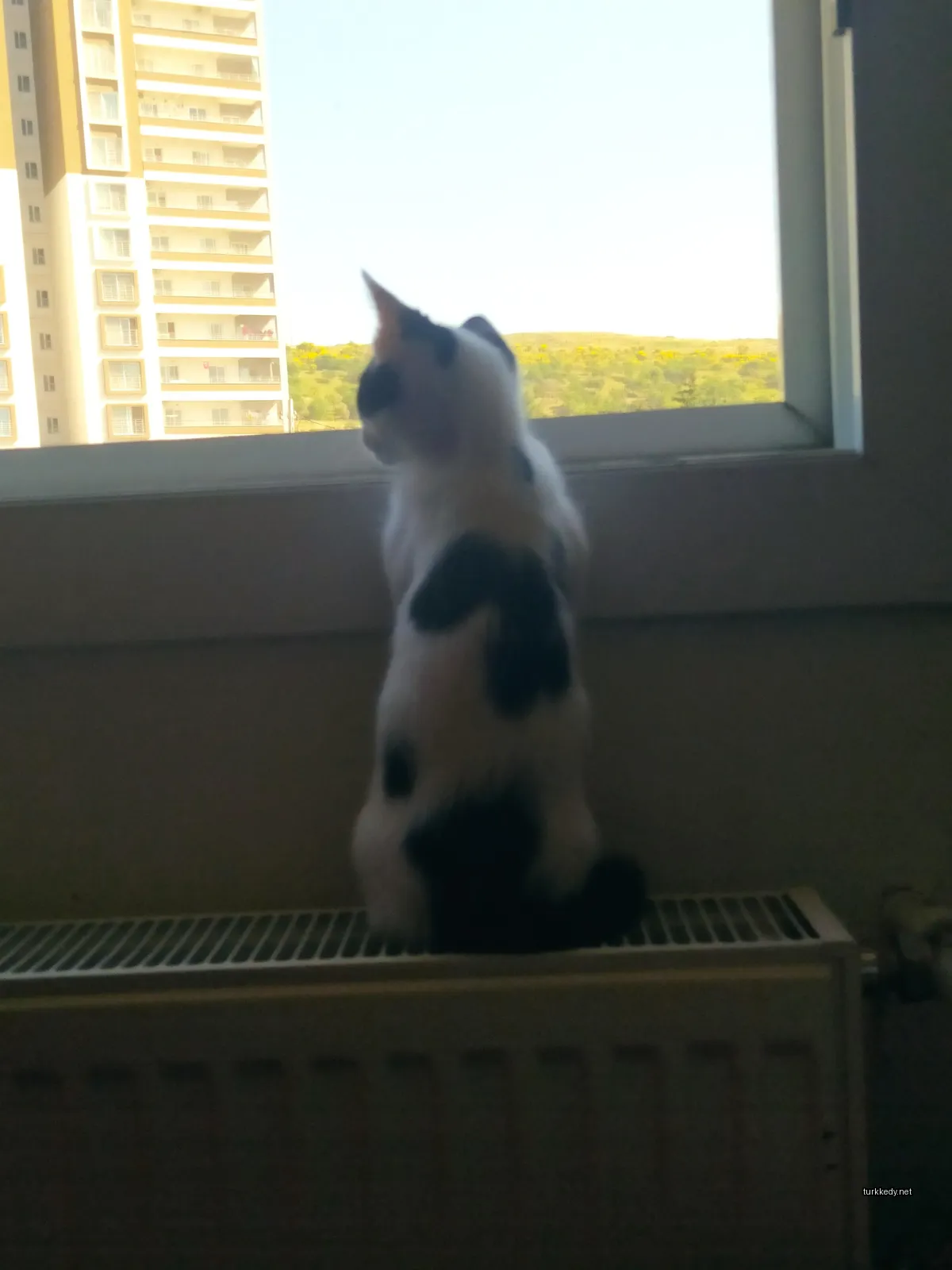 Siyah beyaz bir kedi pencereden dışarı bakıyor.