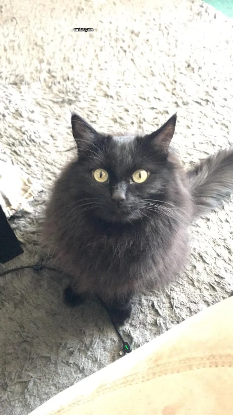 Siyah bir kedi, beyaz göğsü ve uzun tırnakları ile bir halı üzerinde oturuyor.