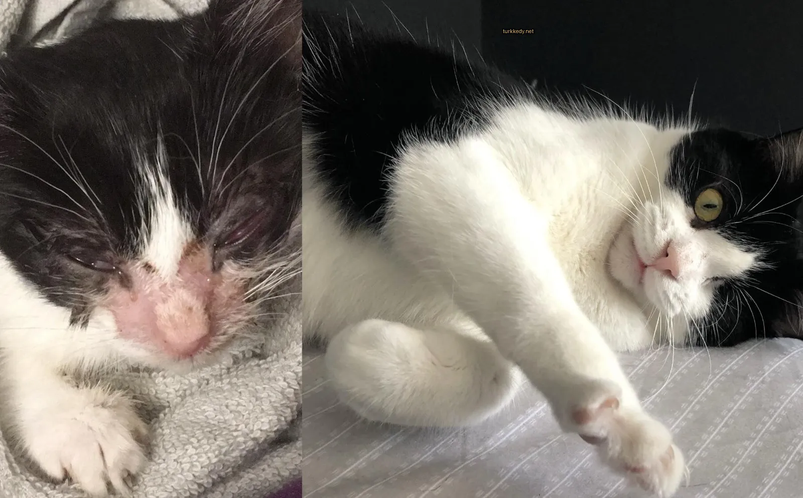 Beyaz bir örtü üzerinde siyah ve beyaz bir kedi yatıyor.