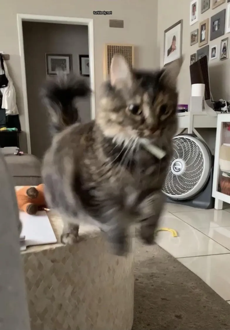 Gri ve siyah bir kedi, beyaz bir kemerli beyaz bir koltukta atlıyor.