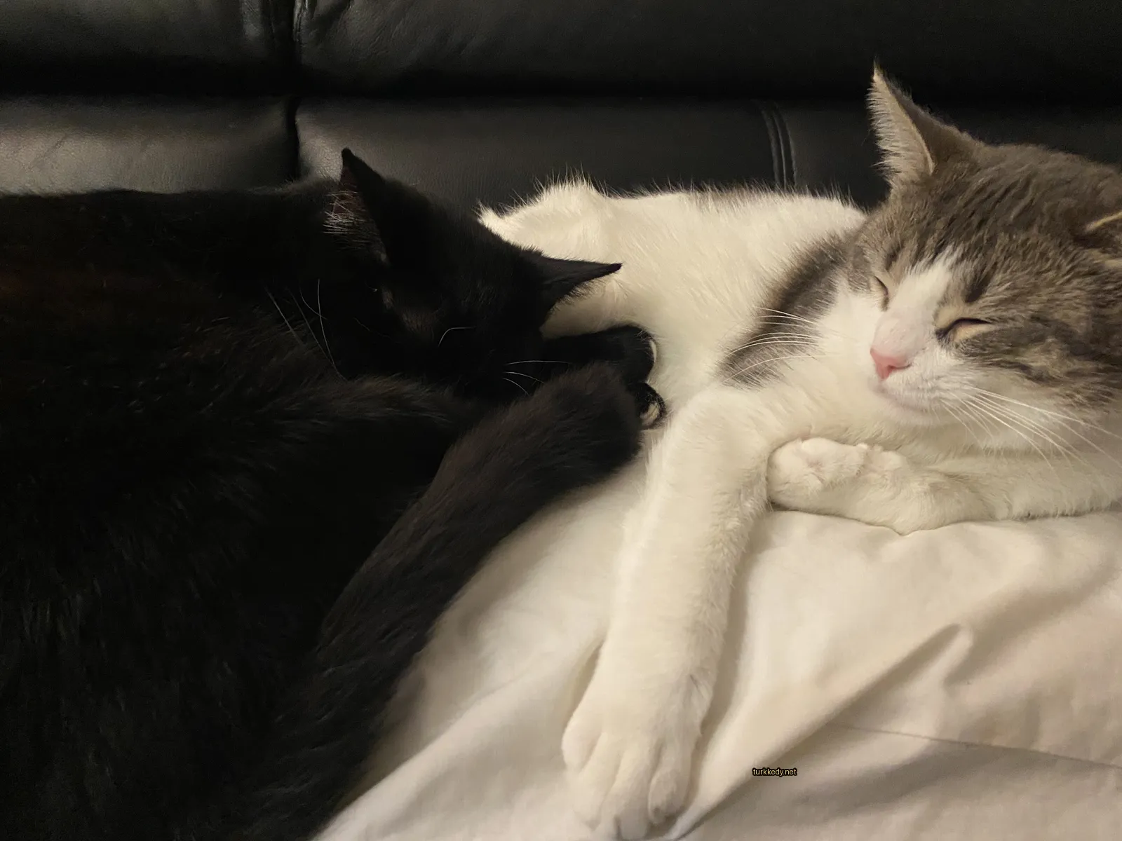 Siyah bir kedi beyaz bir kedi üzerinde bir sofa üzerinde yatıyor.