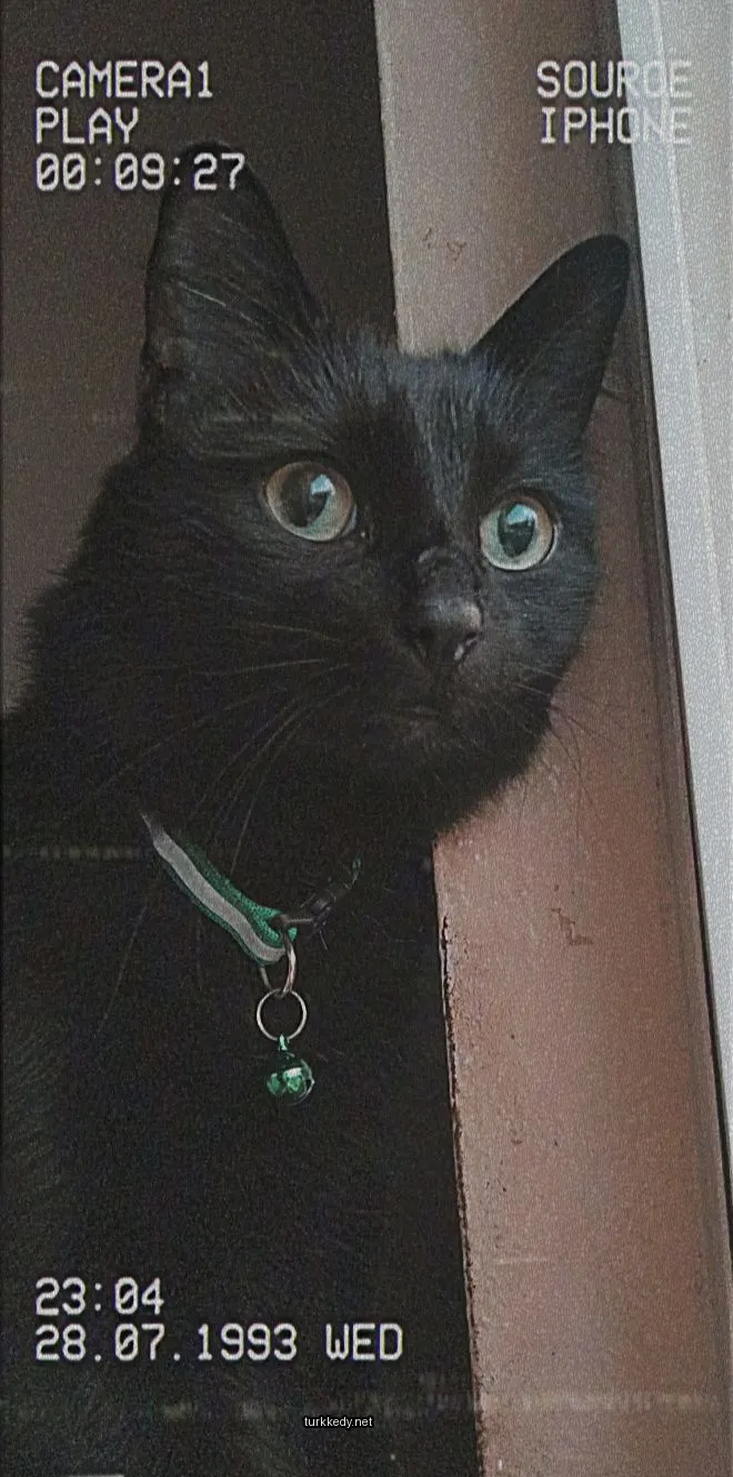 Kara bir kedi pencereden dışarı bakıyor, yeşil bir kemer ve zil taşıyor.