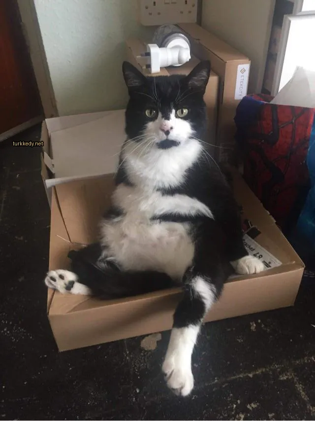 Siyah ve beyaz bir kedi boxta oturuyor.