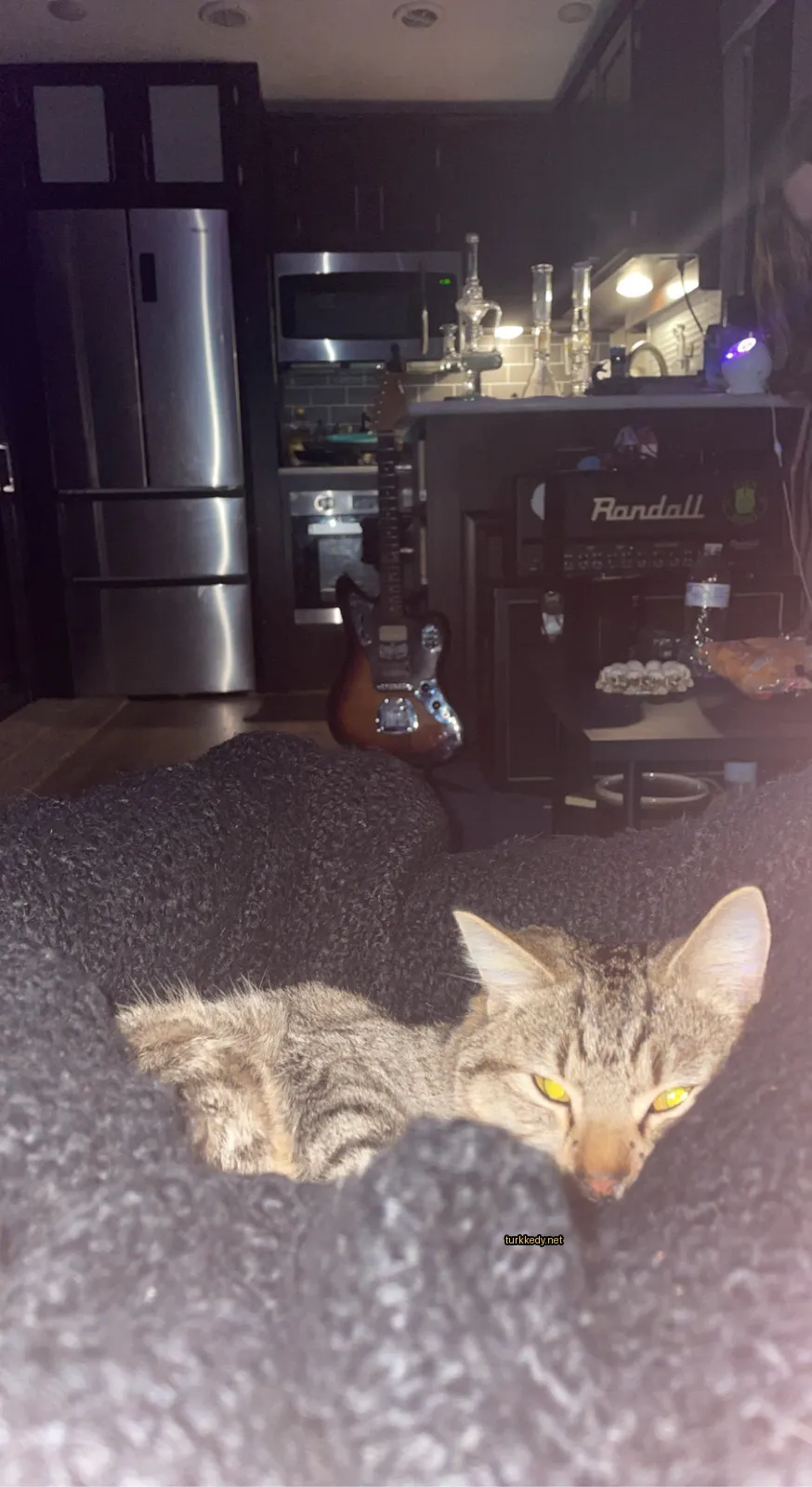 Gri ve beyaz bir kedi, bir gitarın önünde bir minderin üzerinde yatıyor.