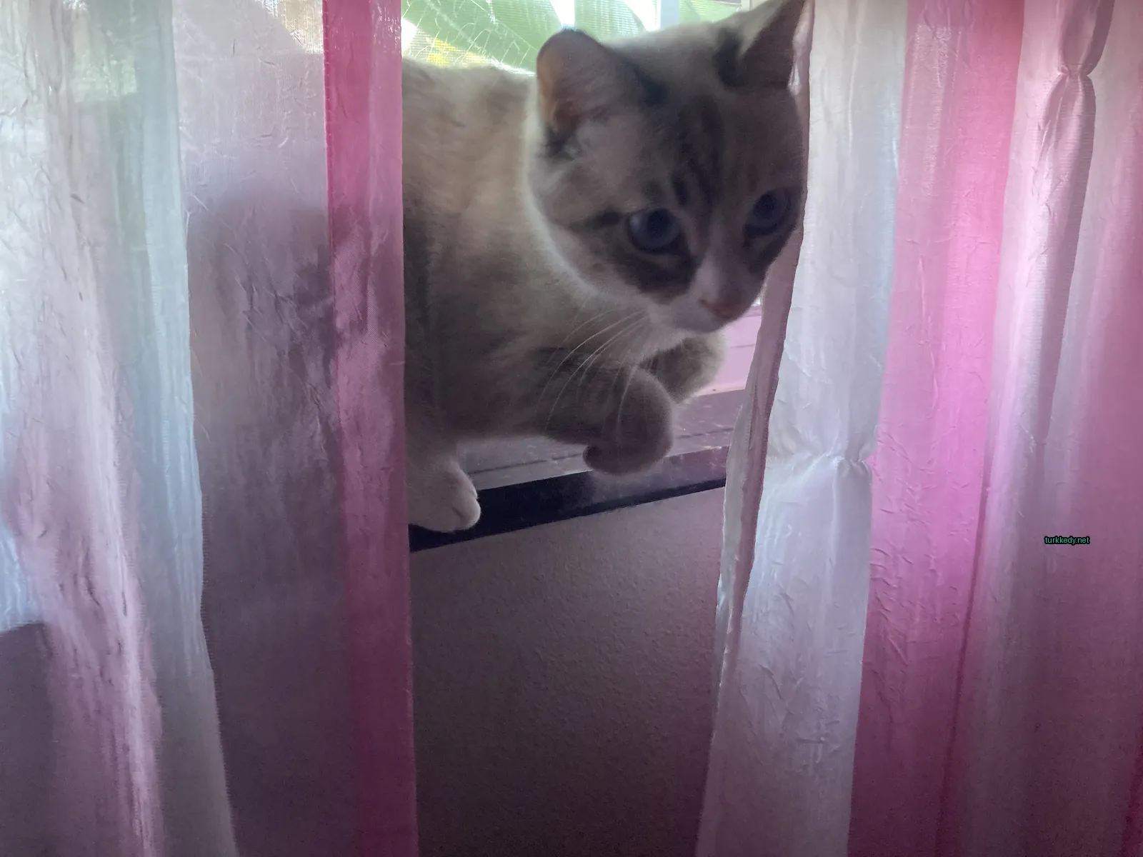 Beyaz ve kahverengi bir kedi, damlardan oluşan bir desenle pencere konsolunda oturuyor.