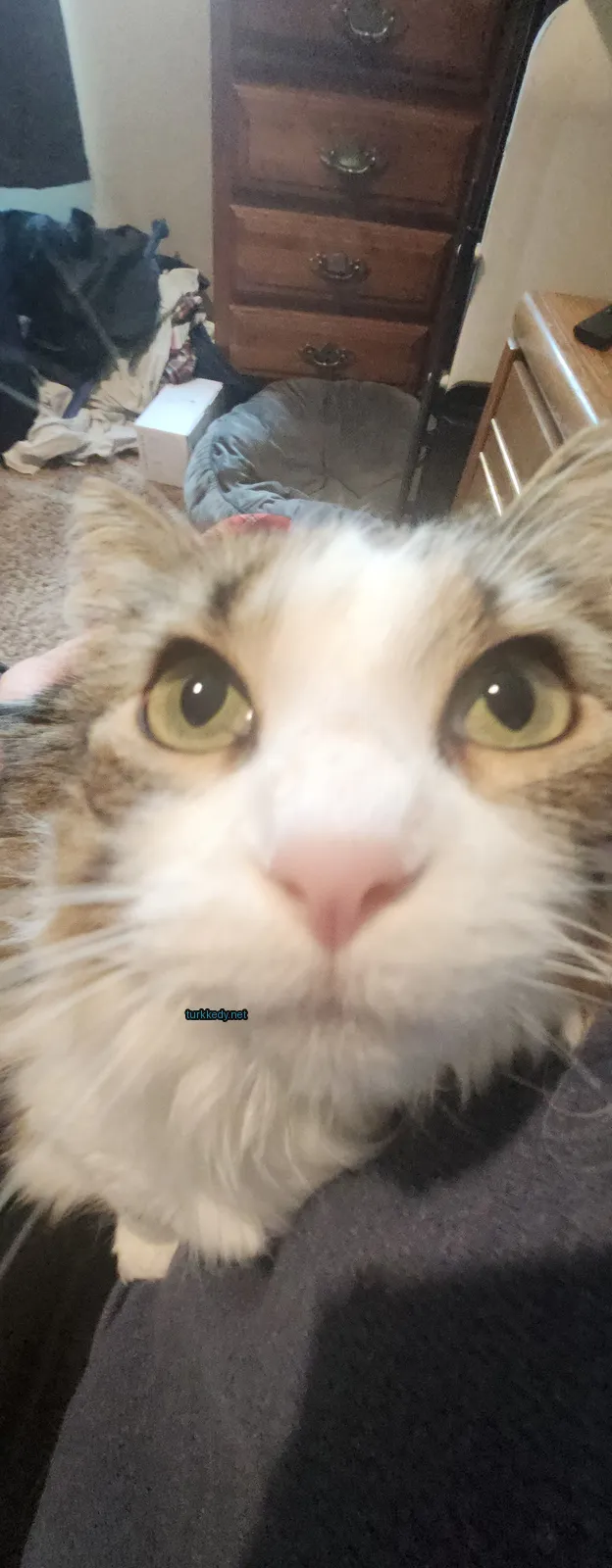 Beyaz yüzü ve kahverengi tüylü bir kedi kameralara bakıyor.