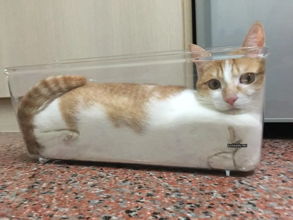 Beyaz ve turuncu desenli bir kedi plastik bir kaba uzanmış vaziyette.