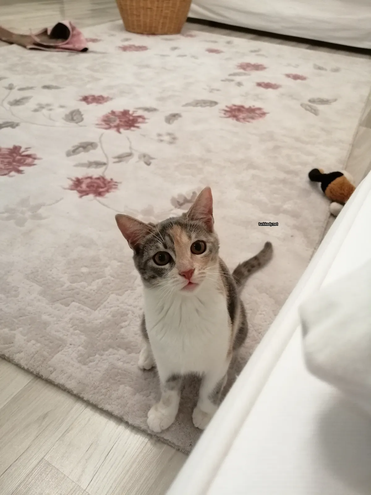 Bir beyaz göğüs ve kuyruğu olan bir kedi, bir halı üzerinde duruyor.