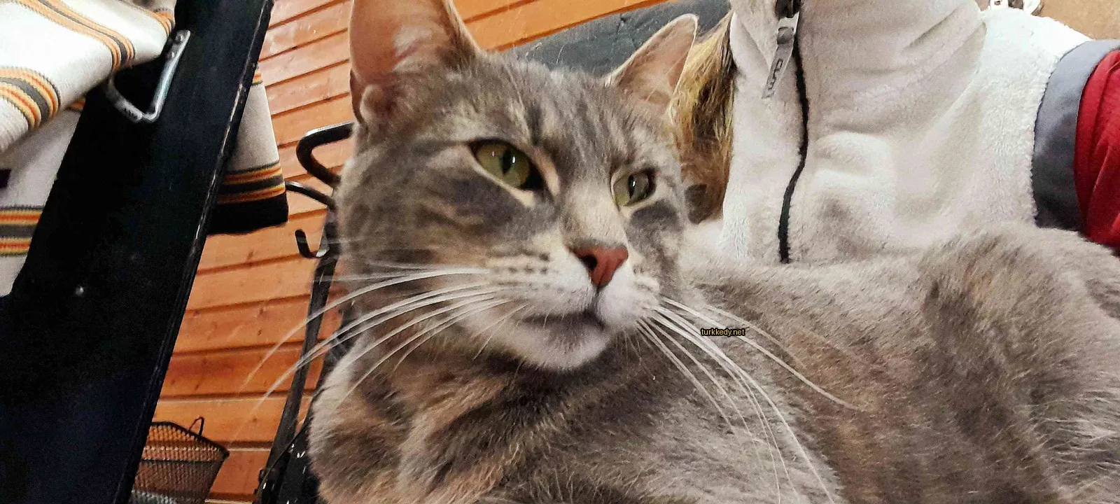 Gri ve beyaz bir kedi bir sandalyıkta oturuyor.