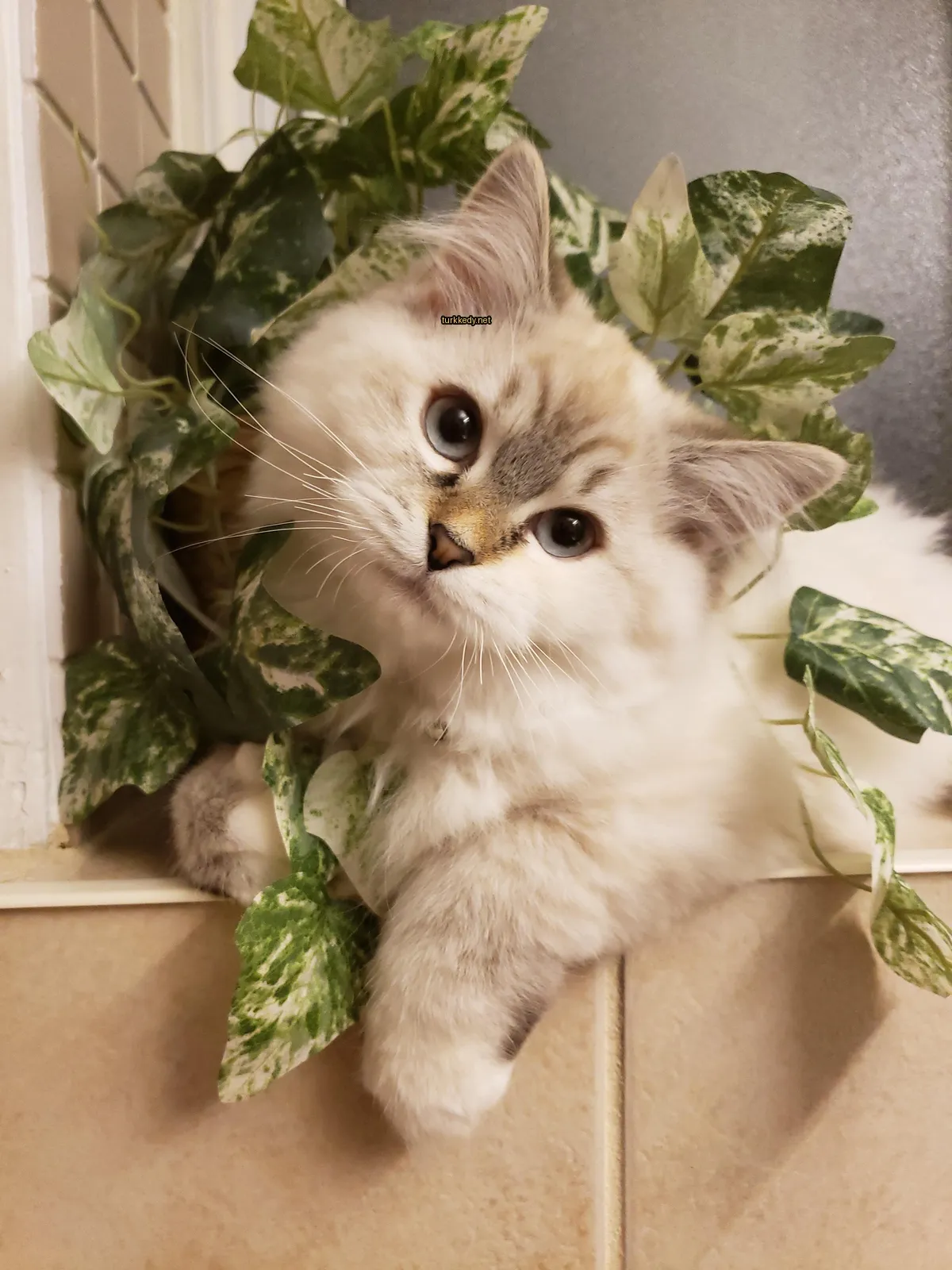 Beyaz ve gri bir kedi, pembe burunlu, bir zil takılı, pencerede yeşil bitkilerle çevrili bir şekilde oturuyor.