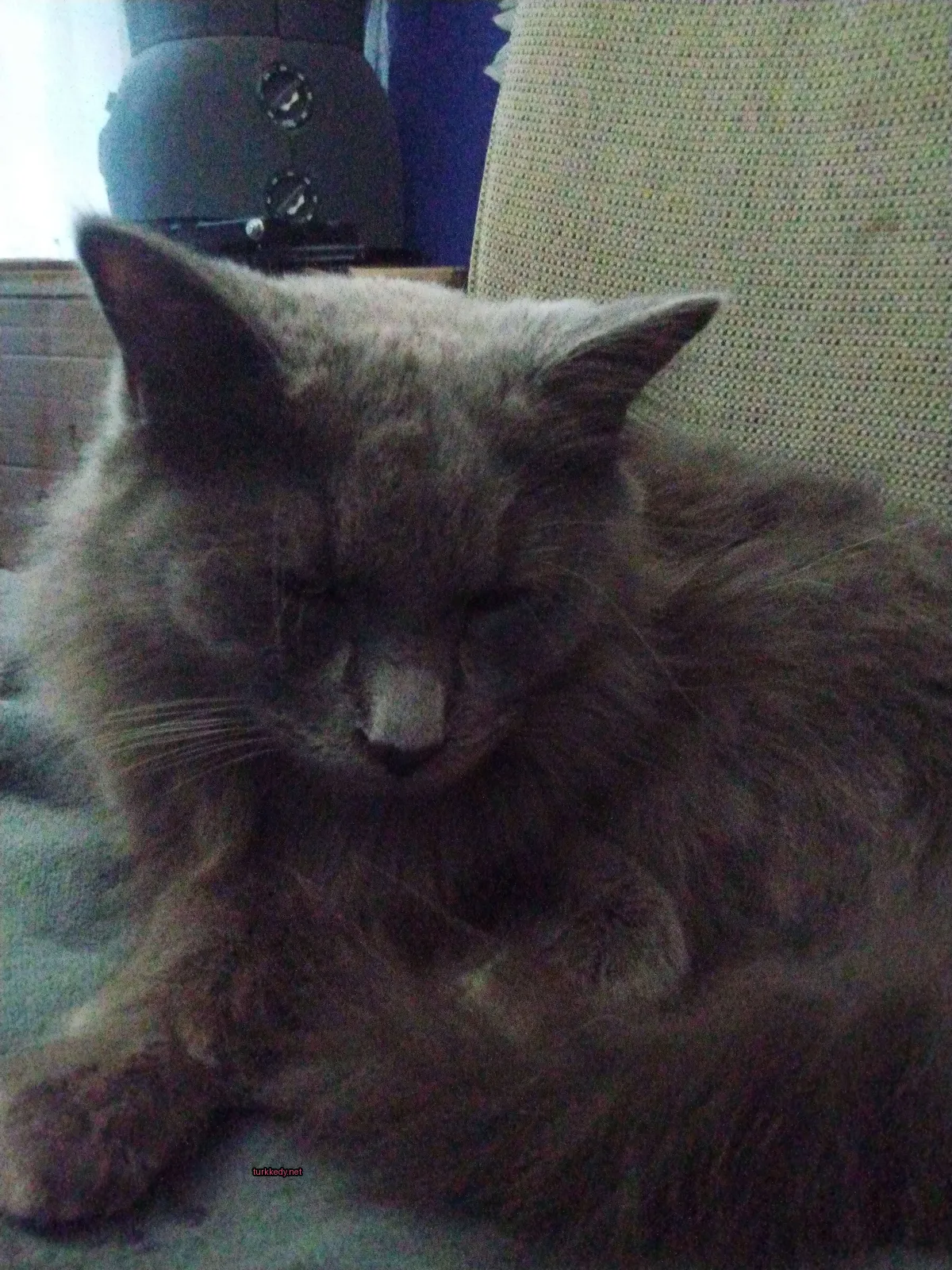 Gri bir kedi bir sofa üzerinde yatıyor.