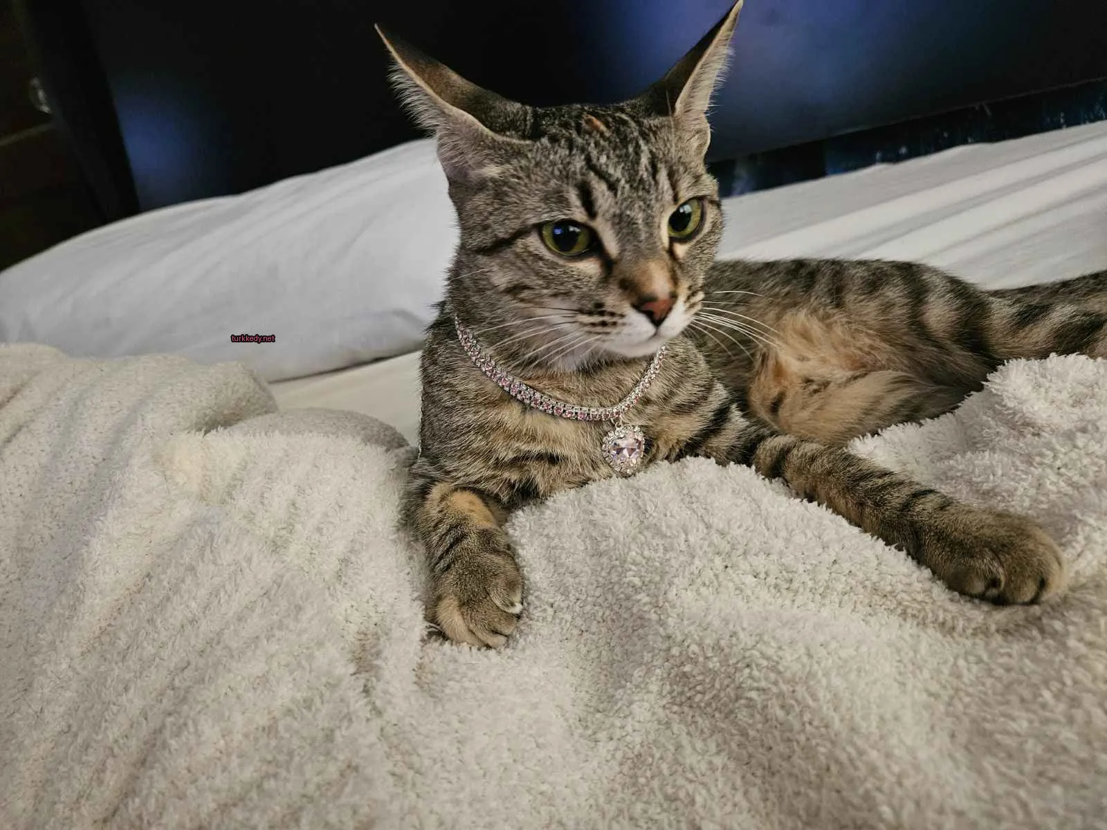 Gri ve beyaz bir kedi, beyaz bir yatakta mavi bir kemerle yatıyor.