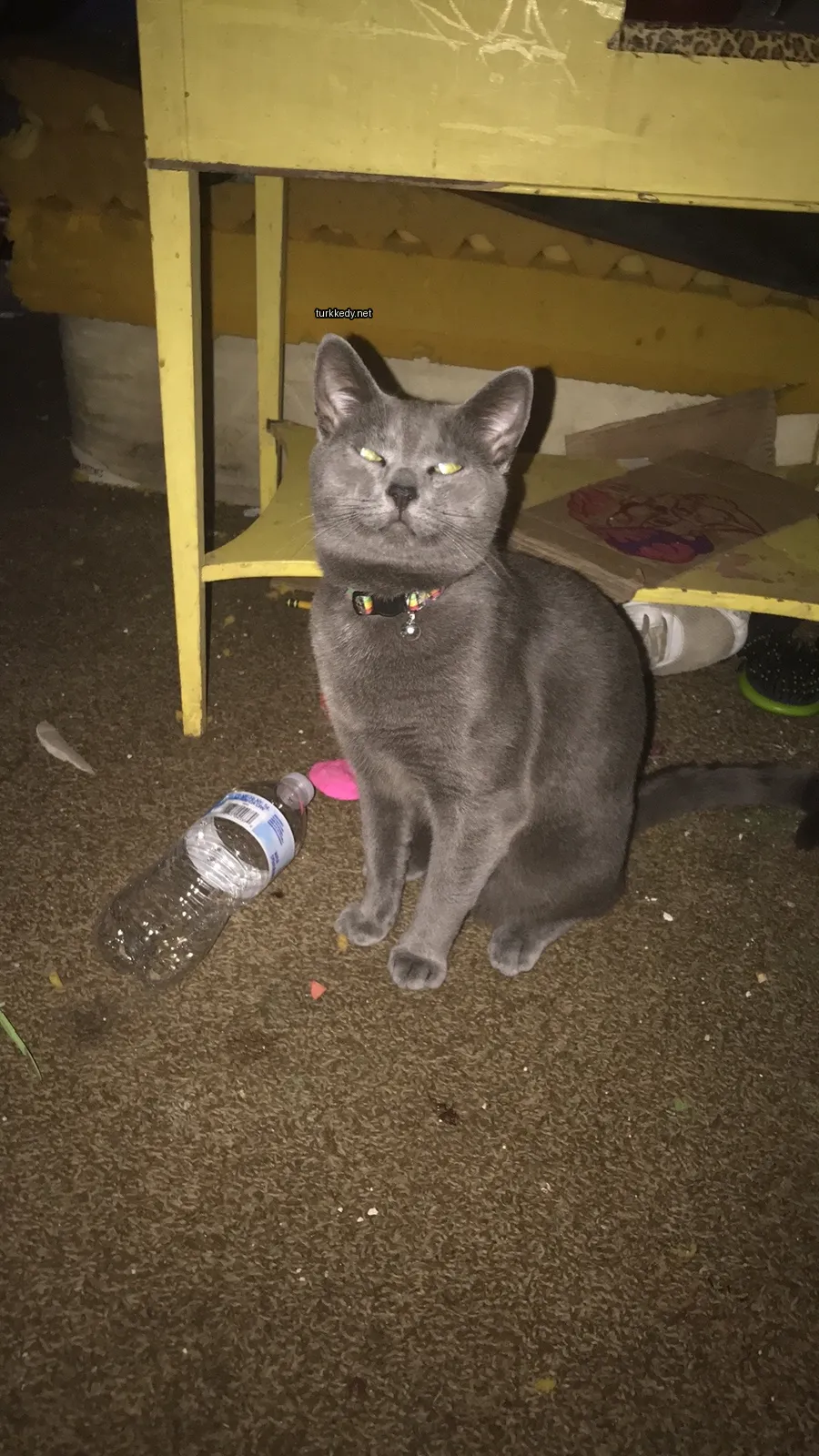 Gri bir kedi, siyah bir kemerle bir koltukta oturuyor.