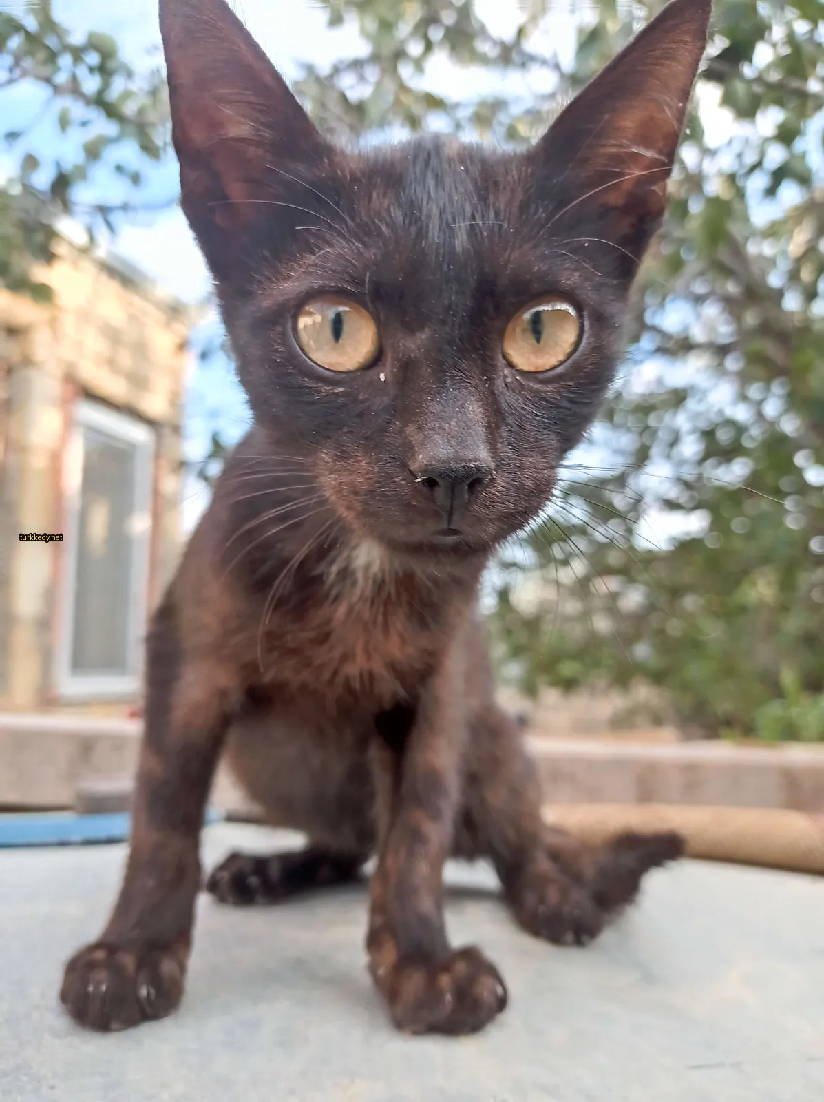 Siyah ve kahverengi bir kedi, sarı gözlerle bir masada oturuyor.