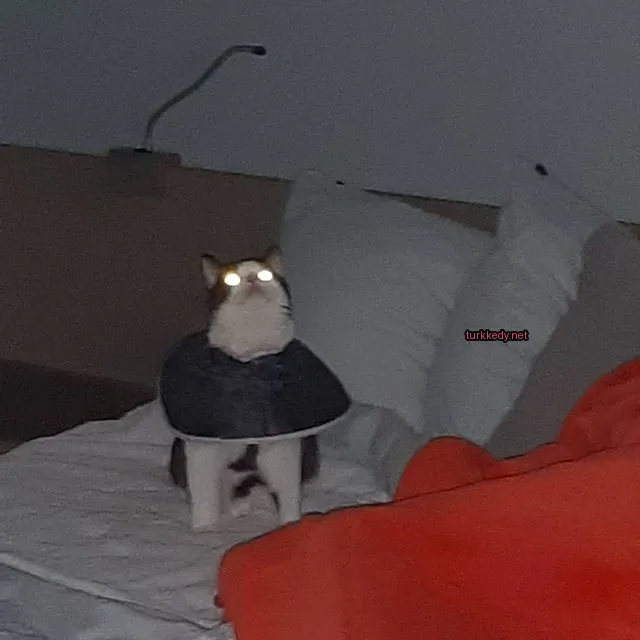Beyaz yüzü ve siyah kulakları olan bir kedi yatakta oturuyor.