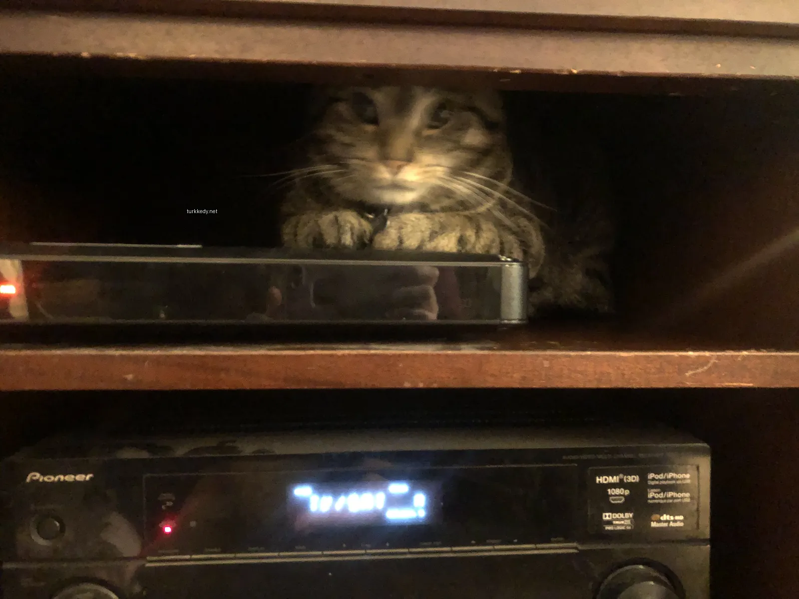 Siyah ve beyaz bir kedi bir hoparlör sisteminin üzerinde oturuyor.