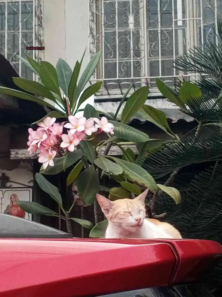 Kırmızı bir arabanın kaputunda beyaz yüzü ve turuncu vücutlu bir kedi yatıyor.