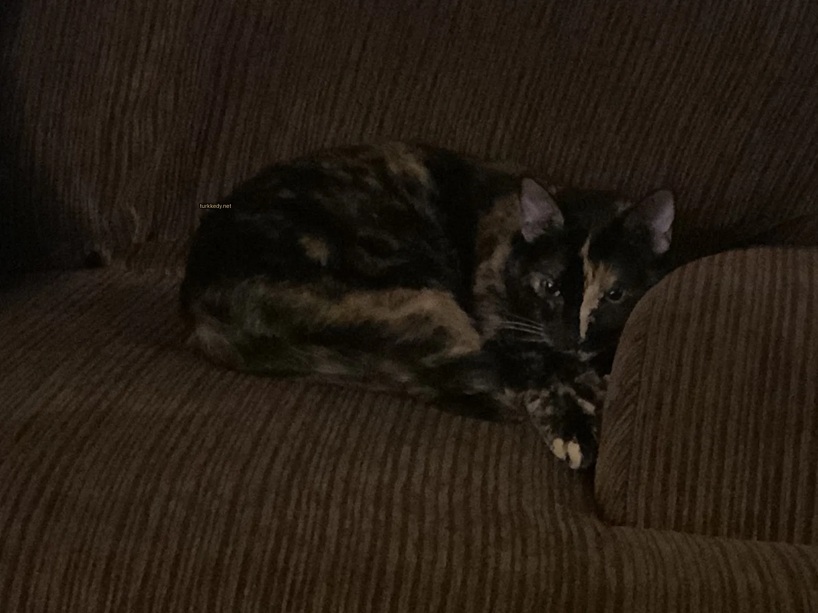 Koyu kahverengi ve siyah bir kedi yatakta yatıyor.