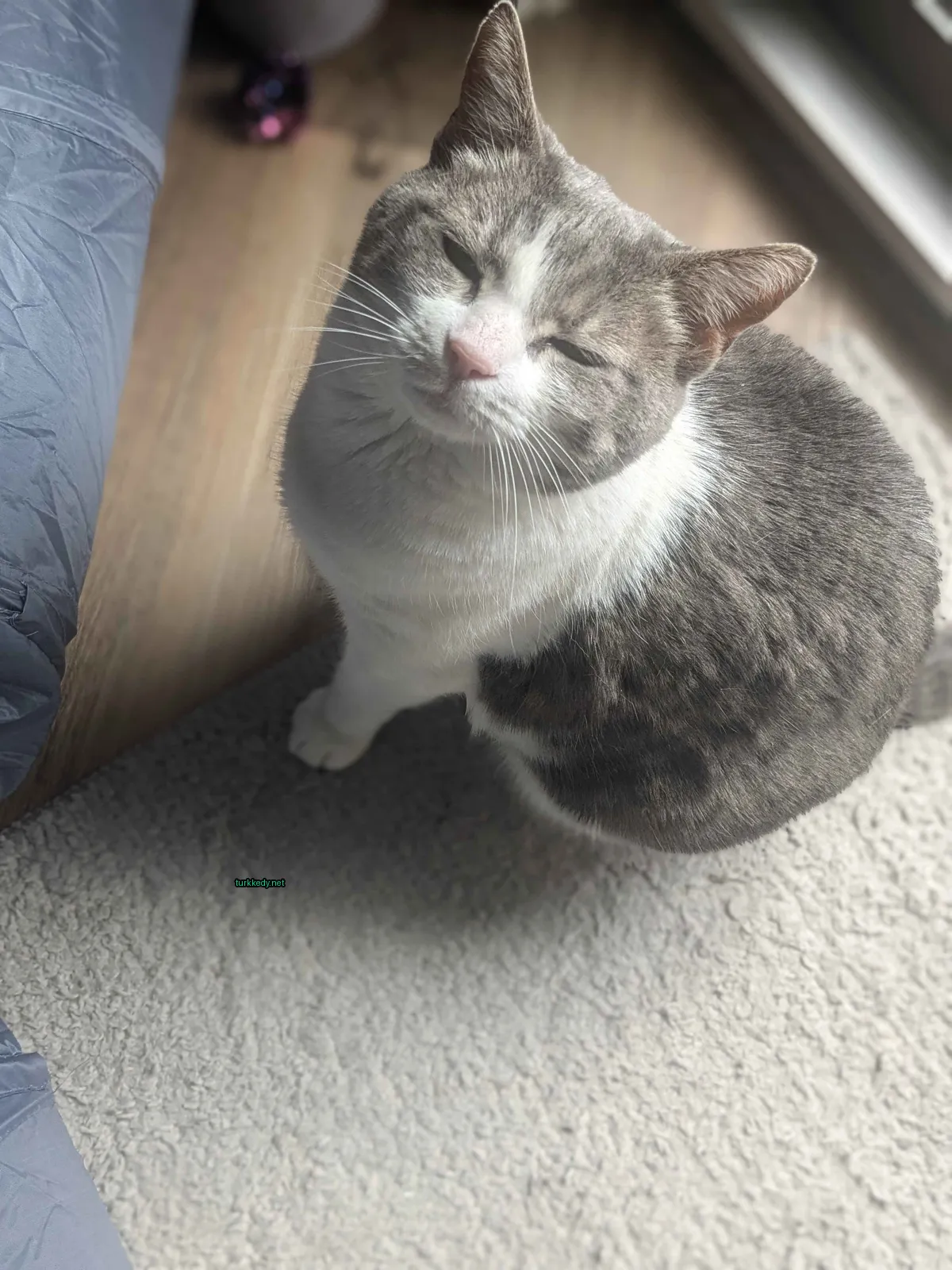 Beyaz ve gri bir kedi bir halı üzerinde oturuyor.