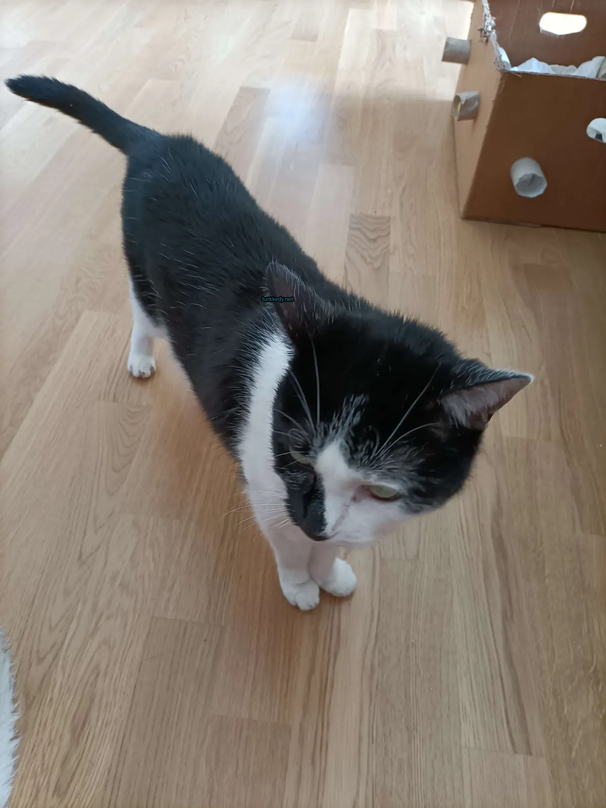 Siyah ve beyaz bir kedi ahşap zeminde duruyor.