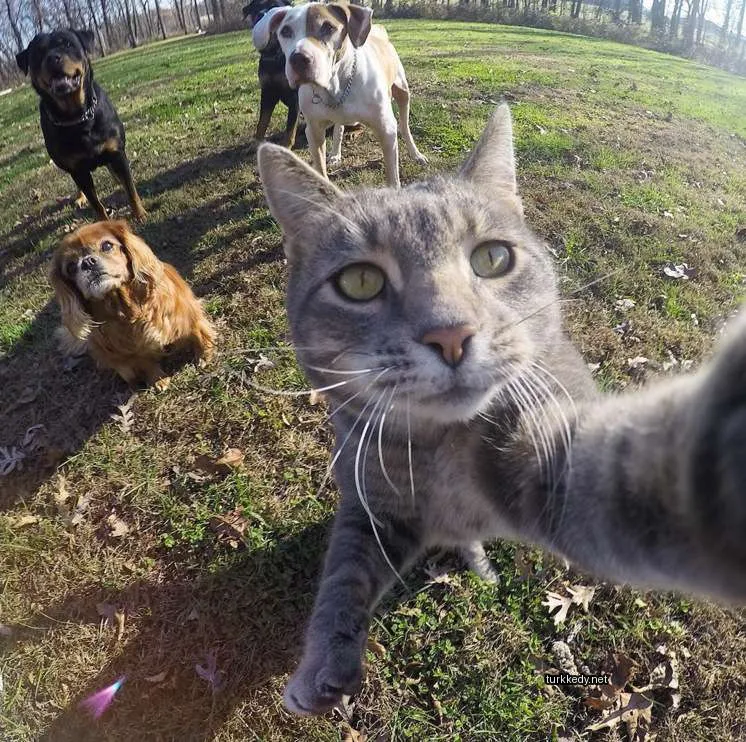 Gri ve beyaz bir kedi diğer köpeklerle otun üzerinde oturuyor.