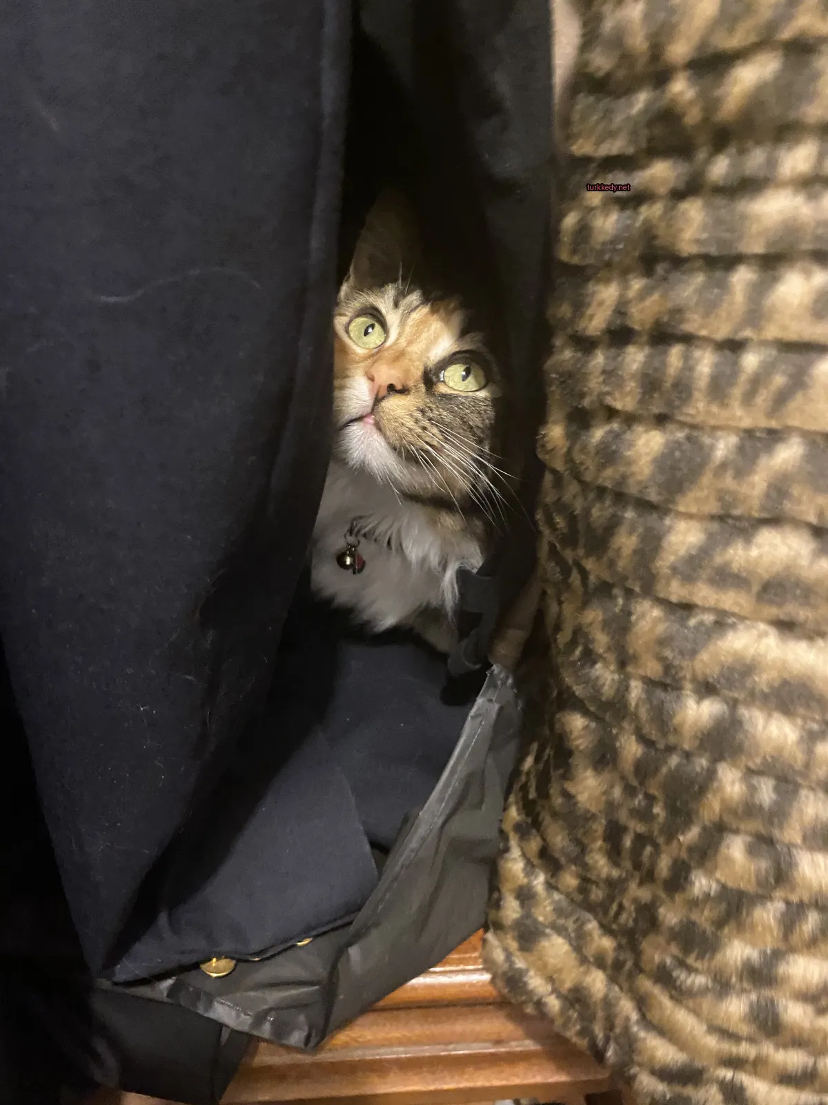 Koyu ve beyaz bir püskürtüye sahip bir kedi bir battaniyenin ardında gözüküyor.