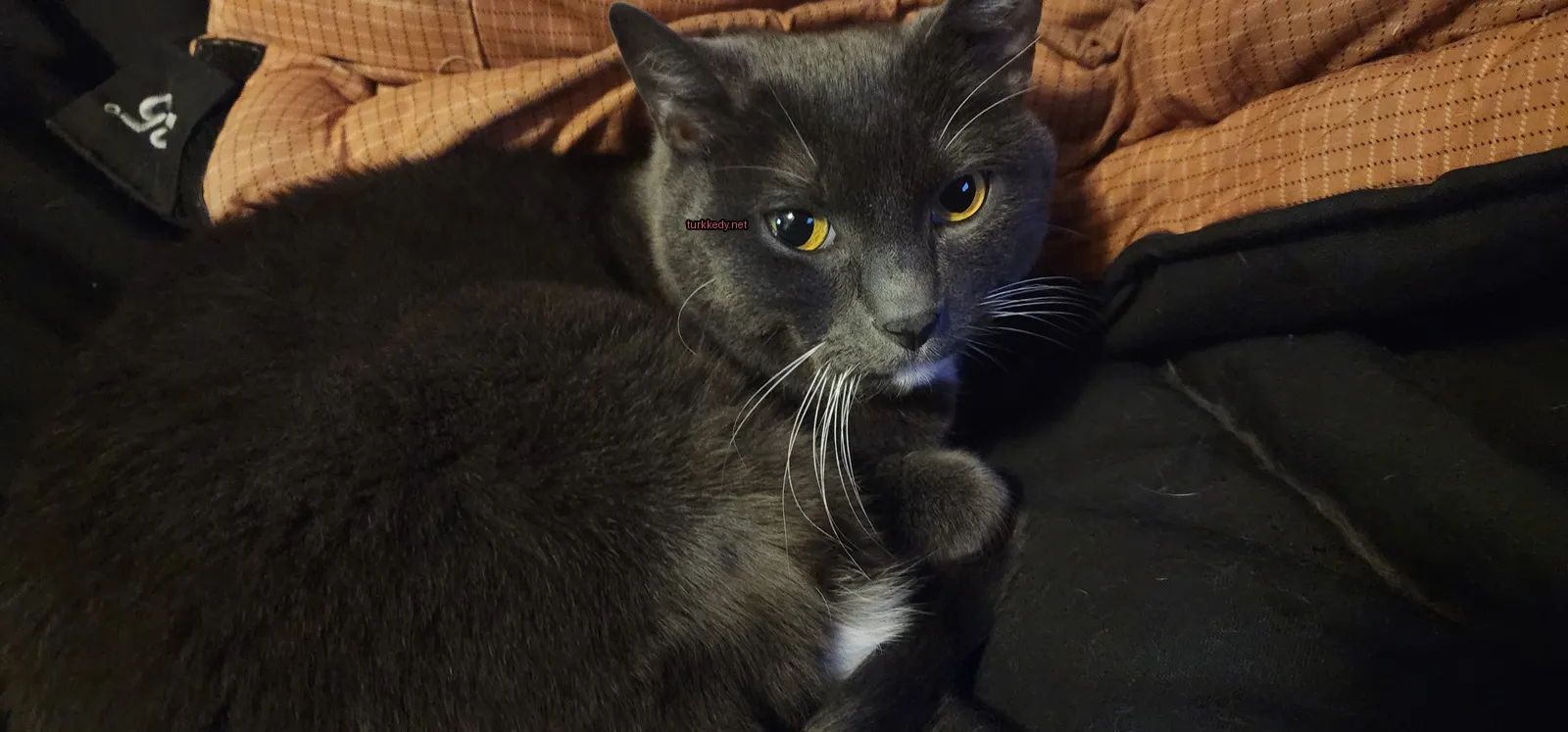 Gri bir kedi, siyah bir örtü üzerinde beyaz bir çene ve sarı gözlerle yatıyor.